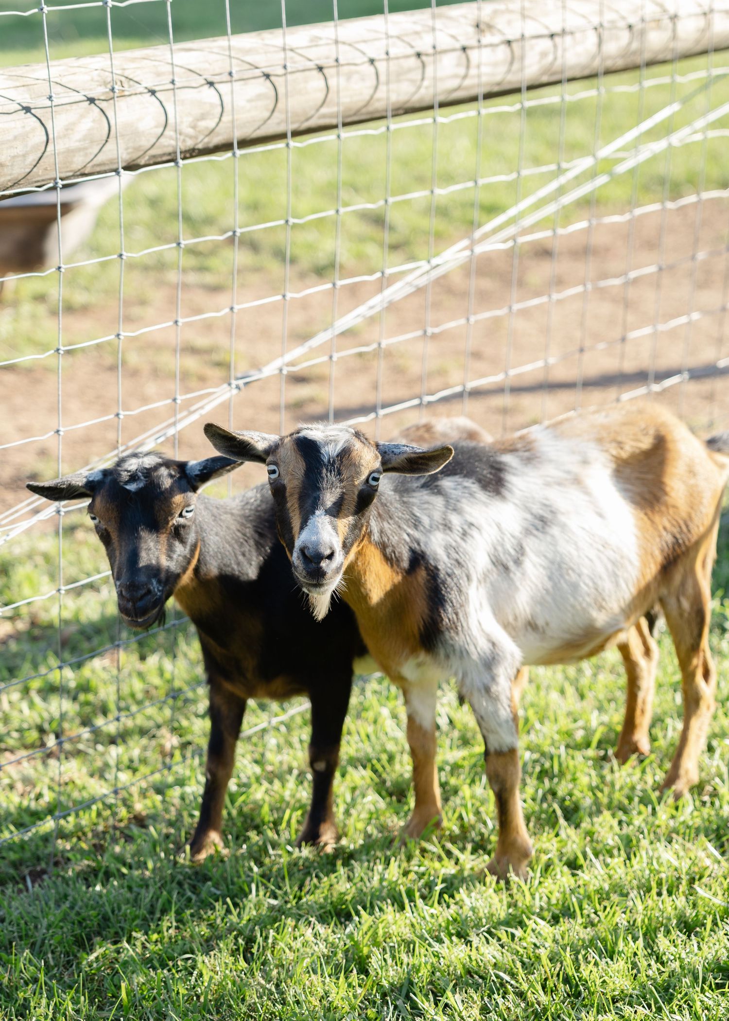 Two small goats standing together beside a wire fence on a sunny farm pasture.