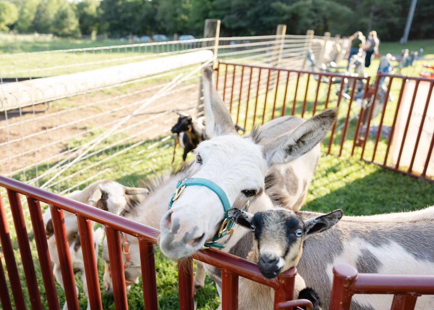 Miniature donkey and goat reaching over red metal fence at a sunny outdoor petting zoo event.