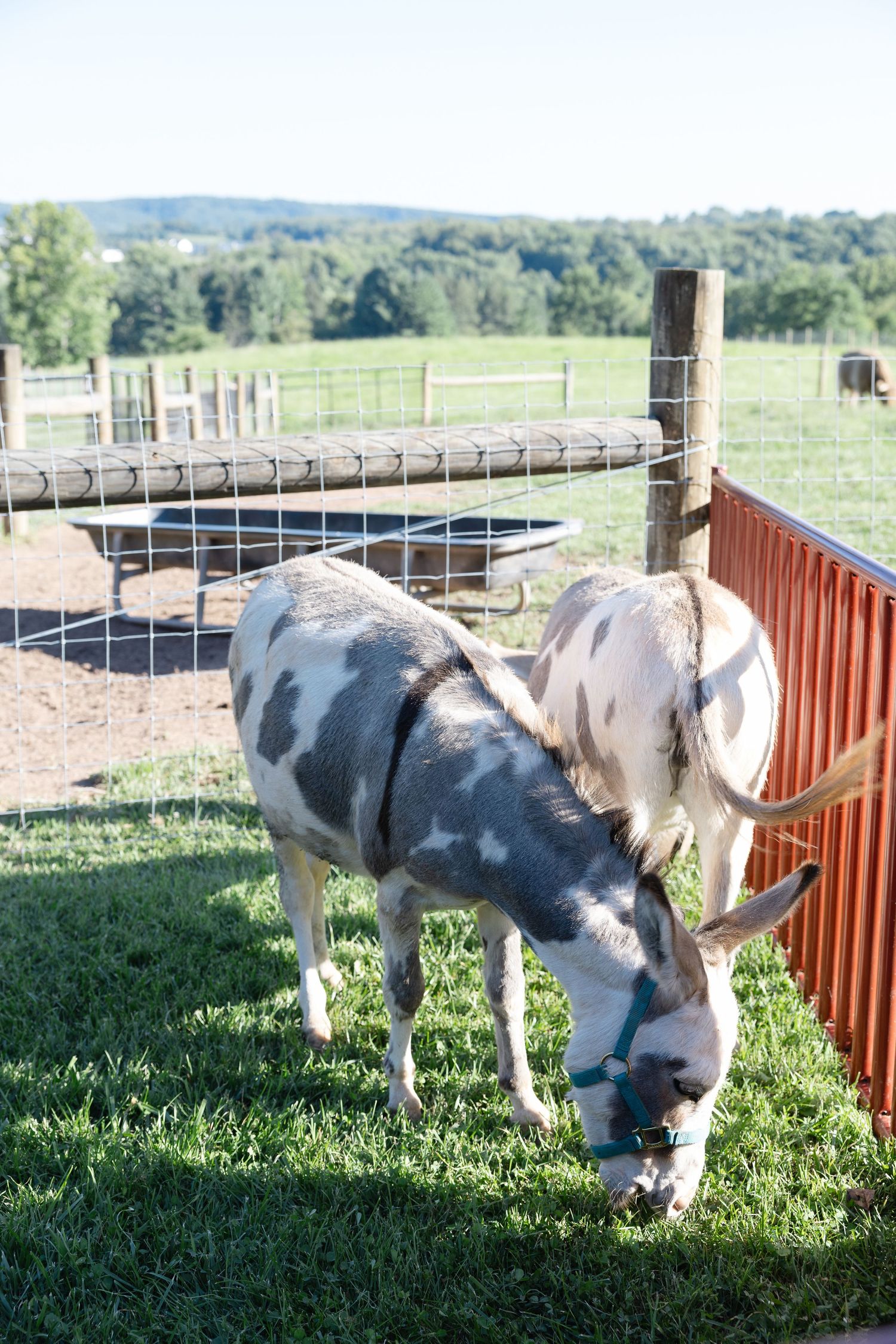 Spotted gray and white donkey grazing on green grass beside a red farm fence on a sunny day.