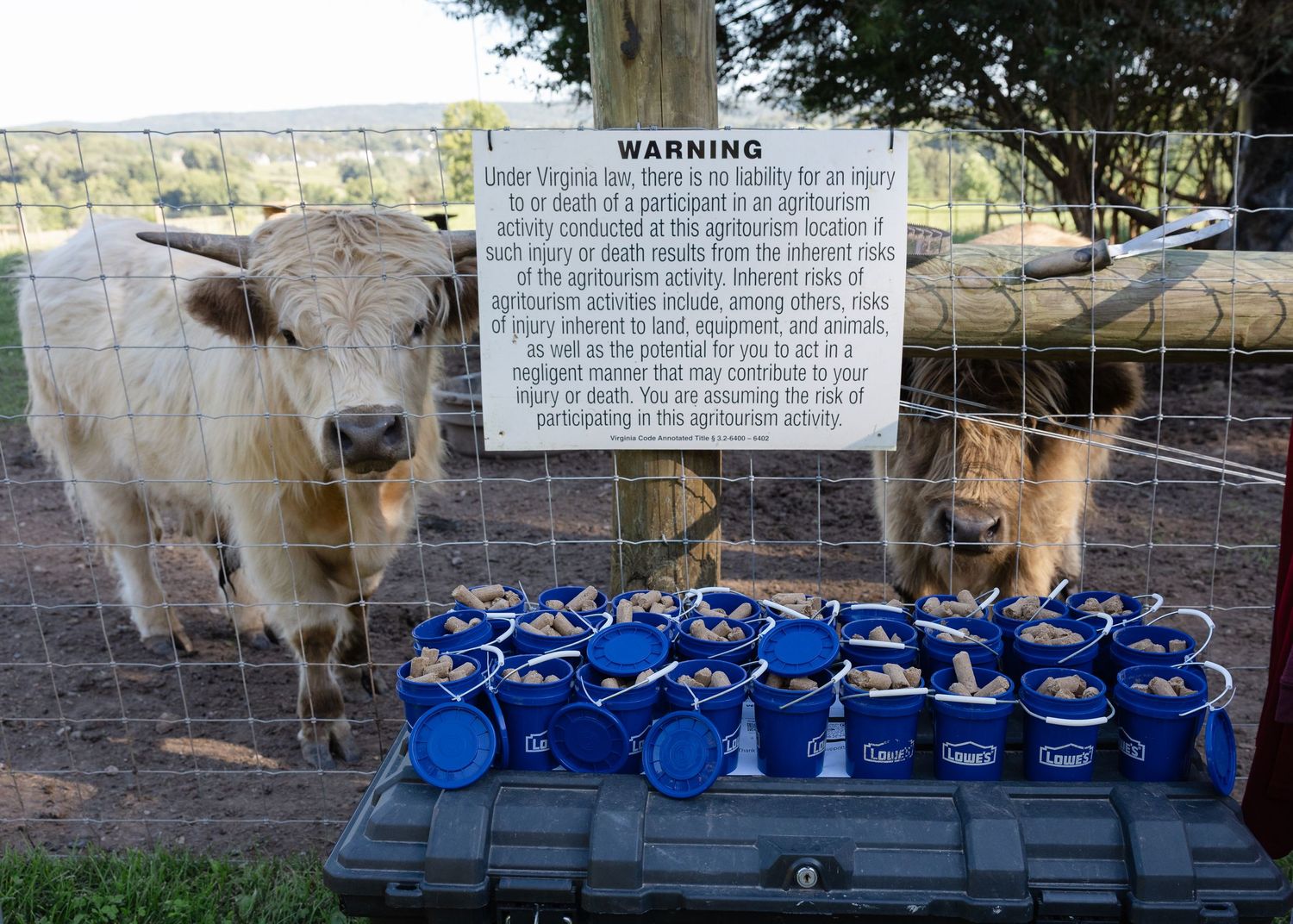 Two cows near blue buckets of feed at an agritourism farm with a Virginia liability warning sign.