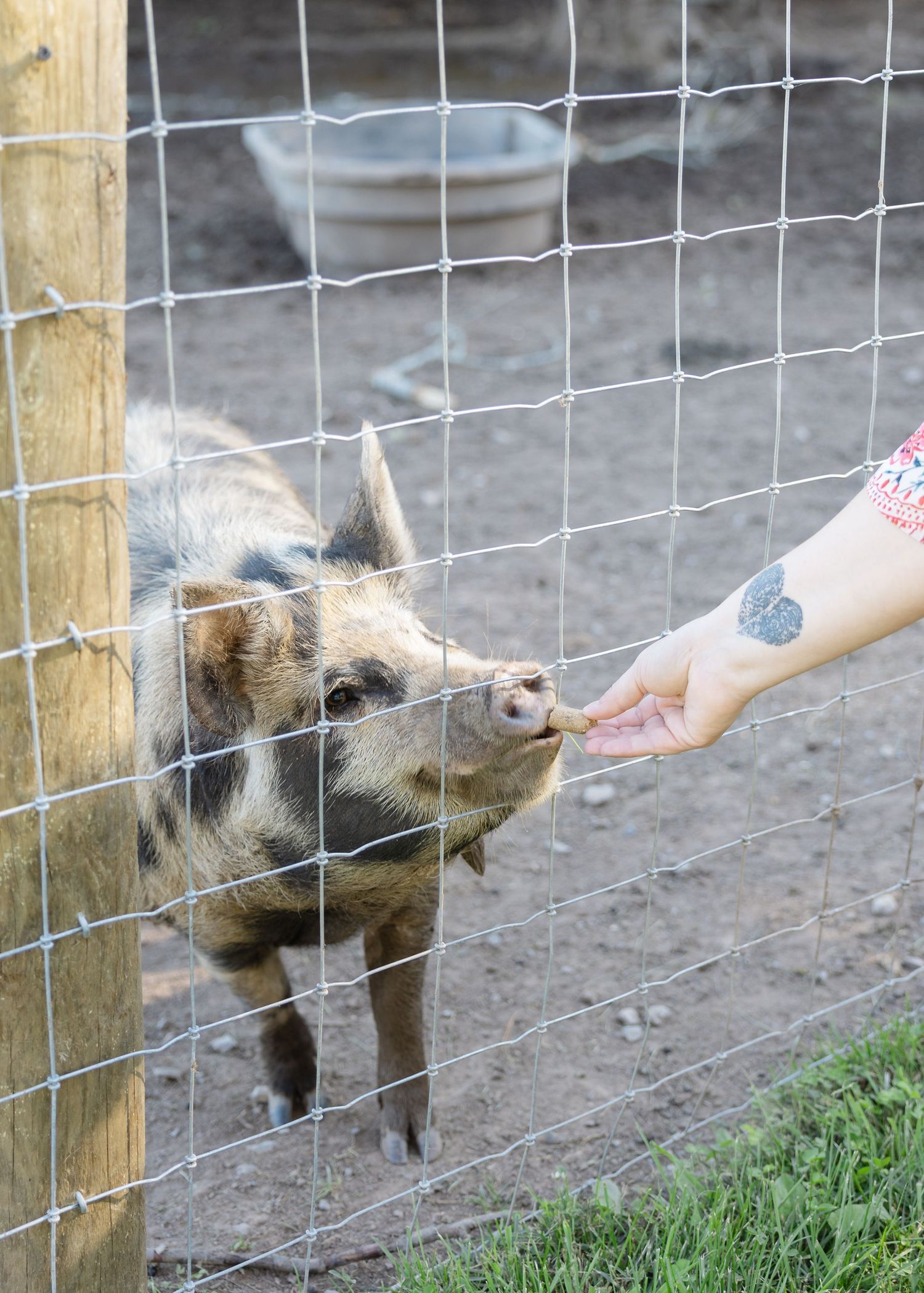 A person feeds a small pig through a wire fence at a farm, with the pig reaching up to take the treat.