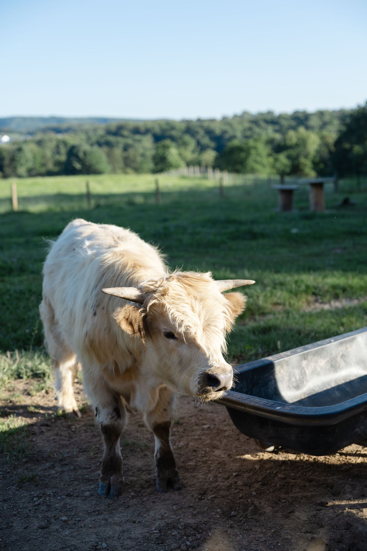 Shaggy white Highland cow drinking from metal water trough in green pasture on sunny day.