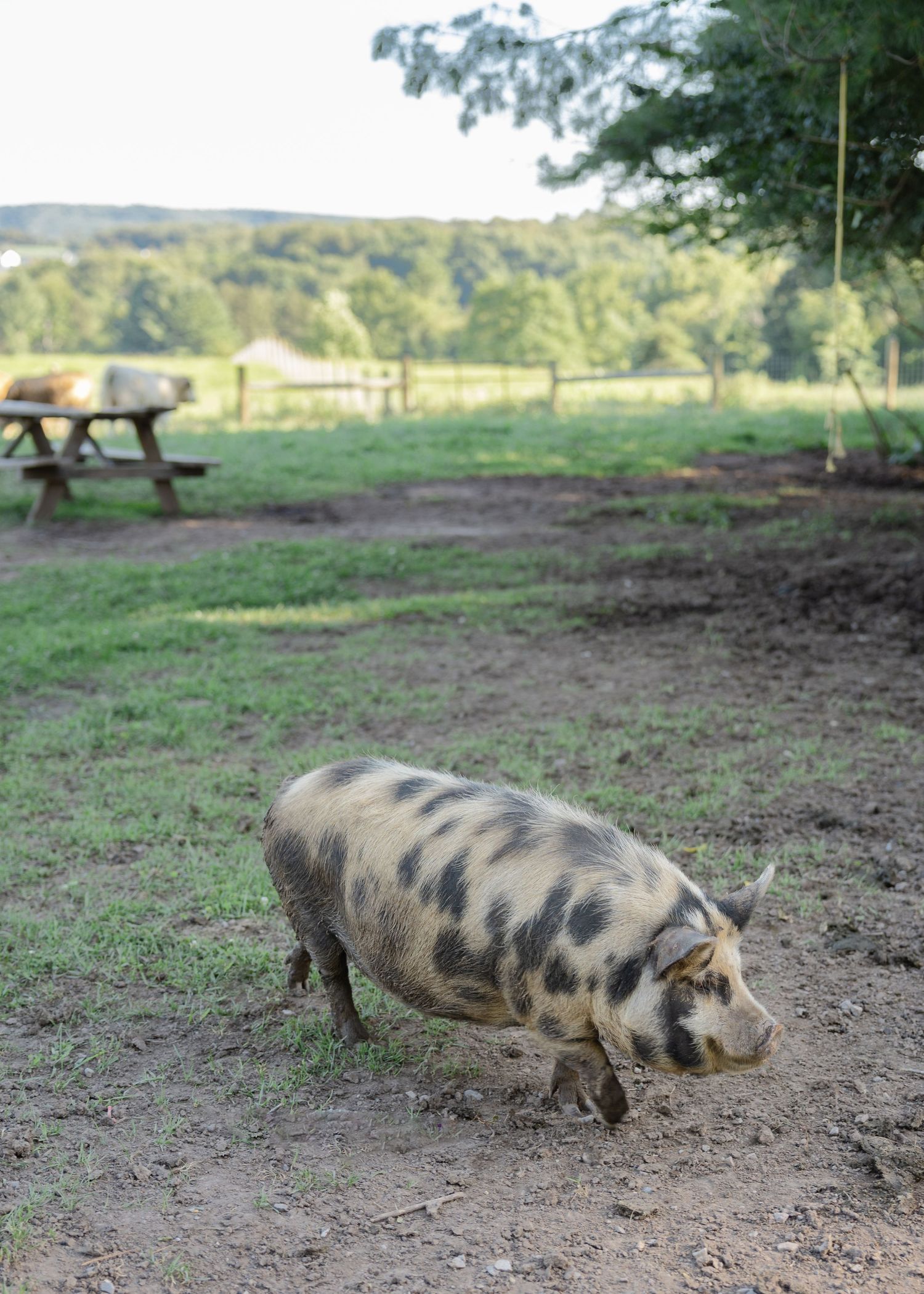 A spotted pig roams a muddy farm yard with green pastures and a picnic table in the background.