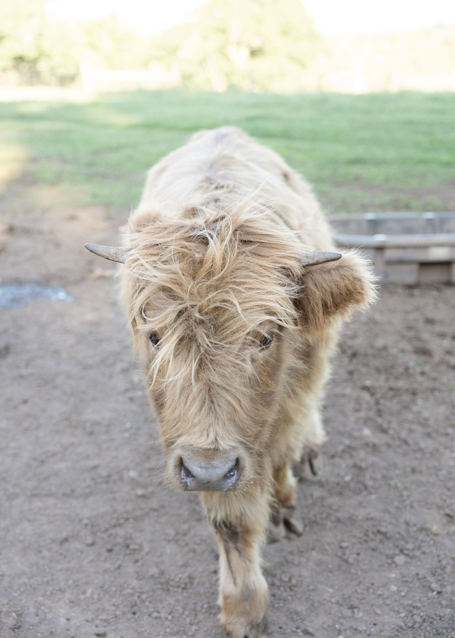 Fluffy light brown Highland cow calf with shaggy fur walking toward camera on a farm.