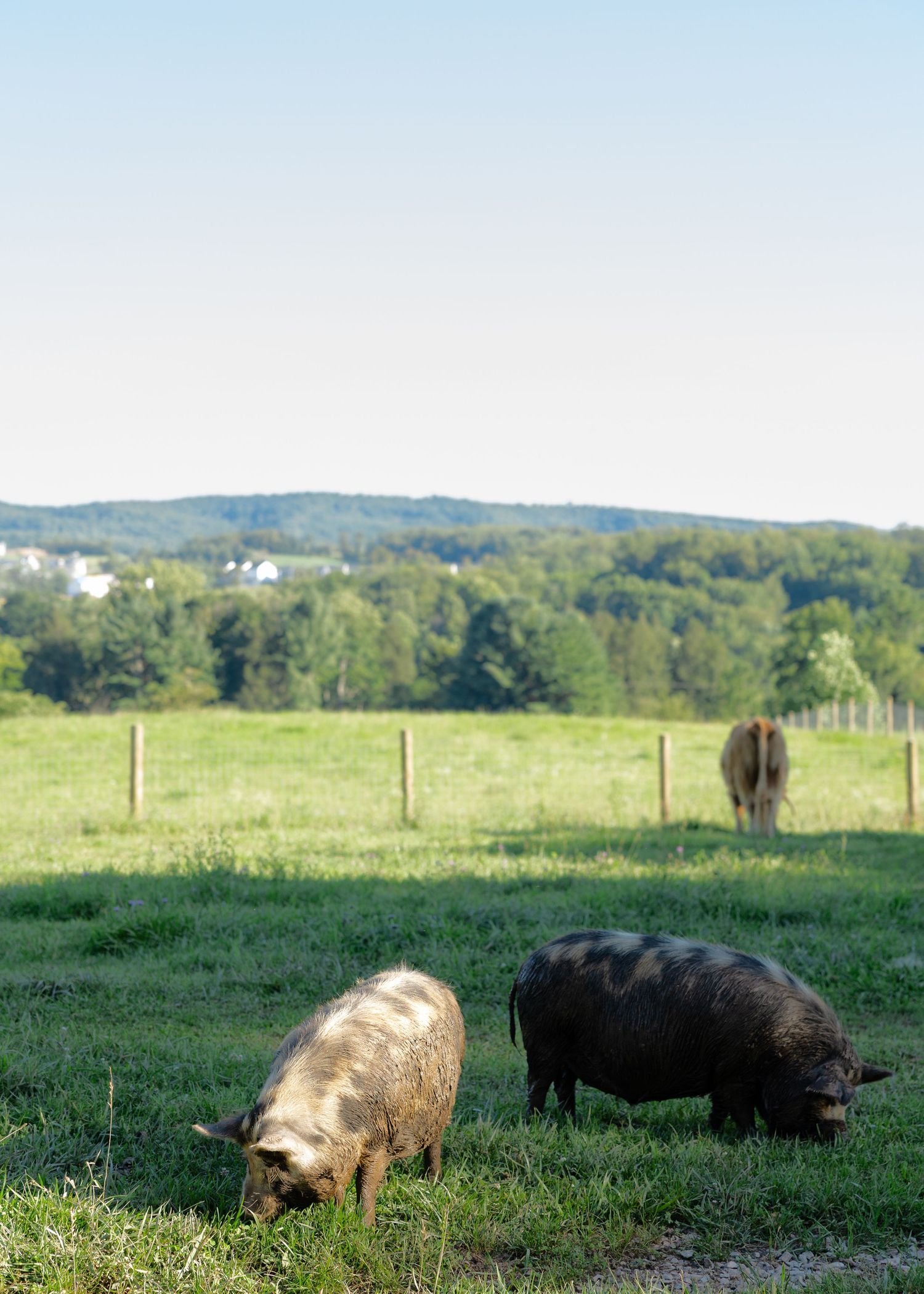 Two pigs grazing in a lush green farm field with rolling hills and trees in the background.