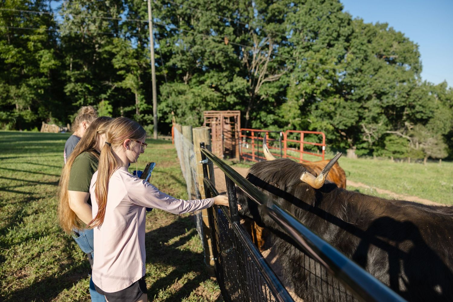 Two girls feeding cows through a fence on a sunny farm with lush green trees in the background.