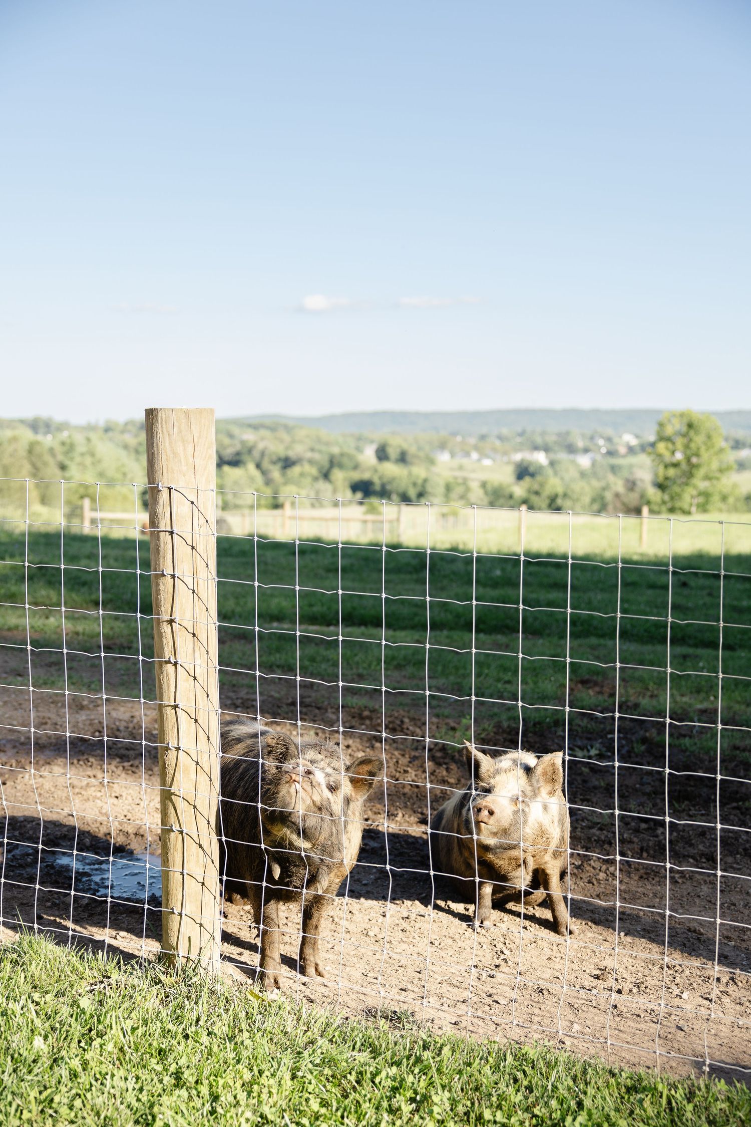 Two small brown pigs standing behind a wire fence on a farm with green fields and blue sky.