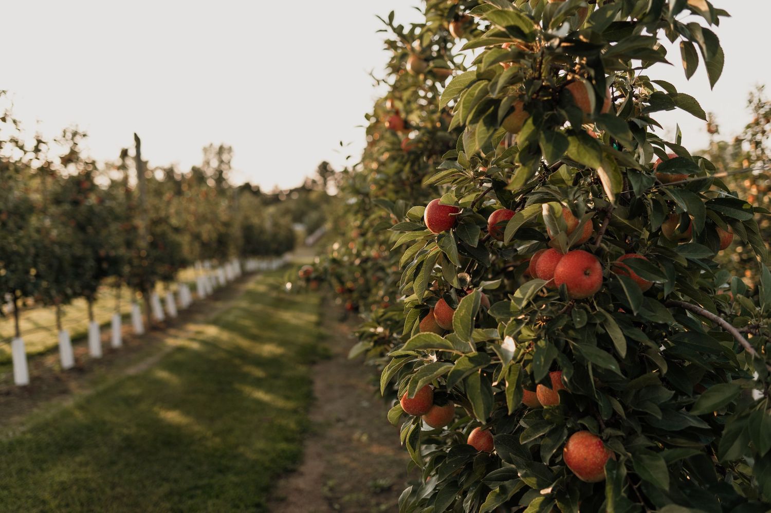 Rows of apple trees loaded with ripe red apples in a scenic orchard at golden hour. apple orchard photography. Wisconsin. Minnesota.