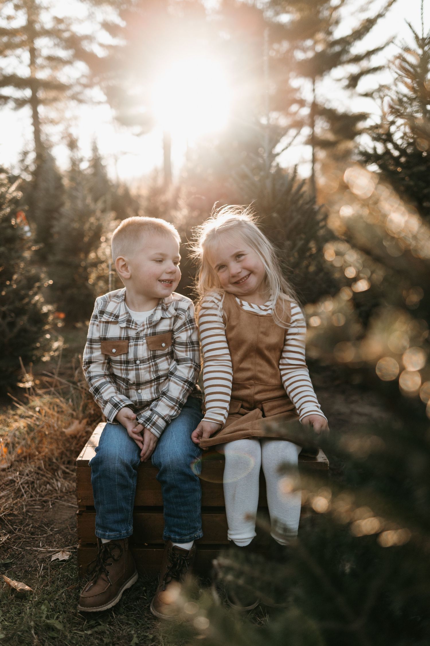 Two young siblings sitting together on wooden crate at Christmas tree farm in golden sunlight. Hudson Wisconsin