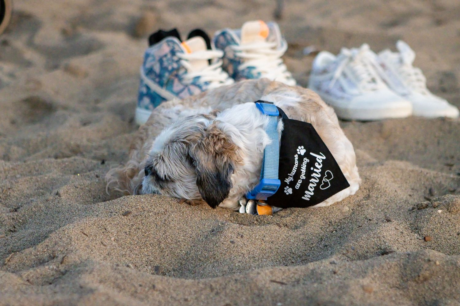 Small shih tzu in a blue-collared bandana naps in the sand beside a pair of sneakers on the beach.