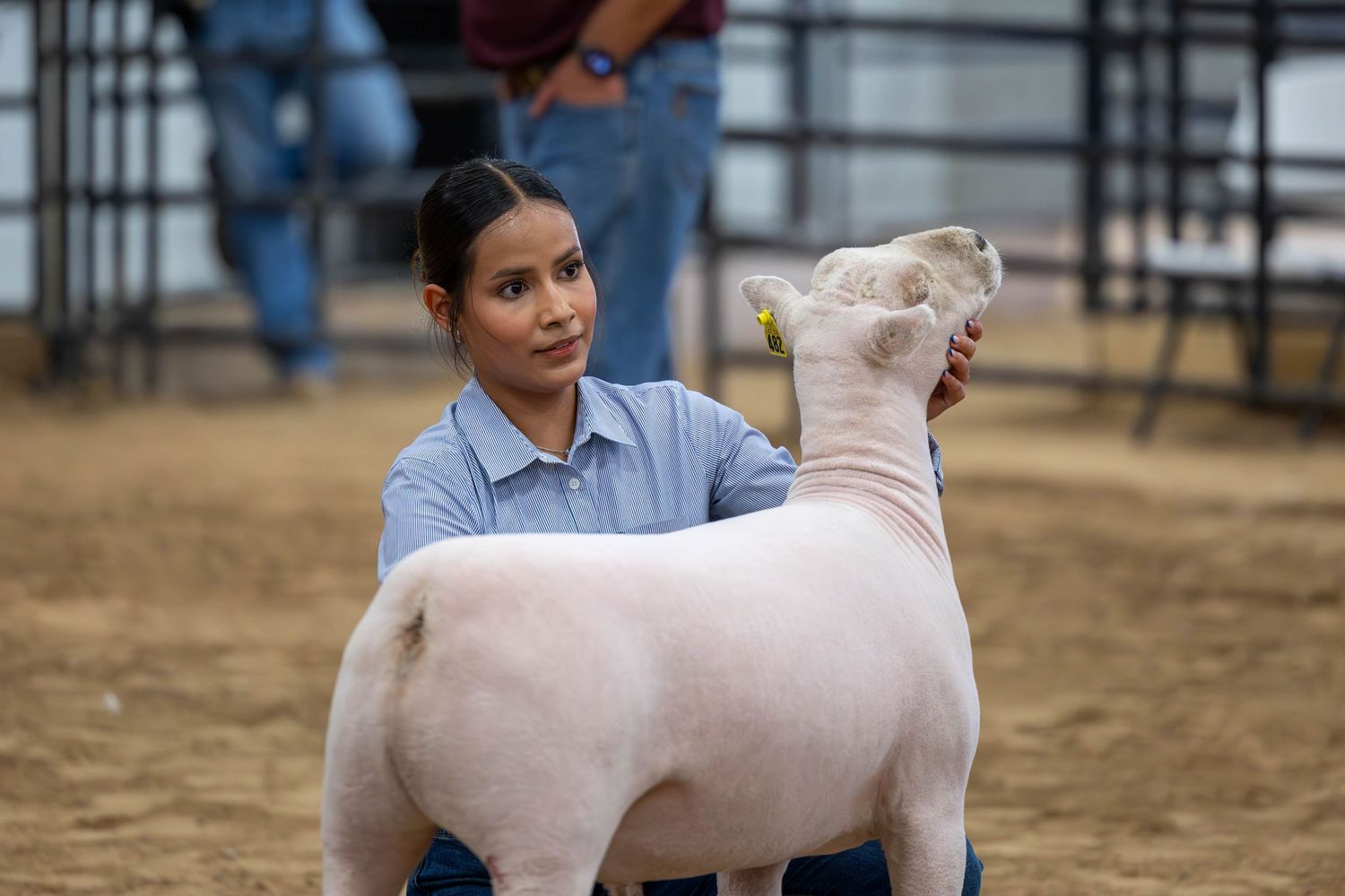 A youth exhibitor showing a freshly sheared white lamb in a dirt arena at a livestock show.
