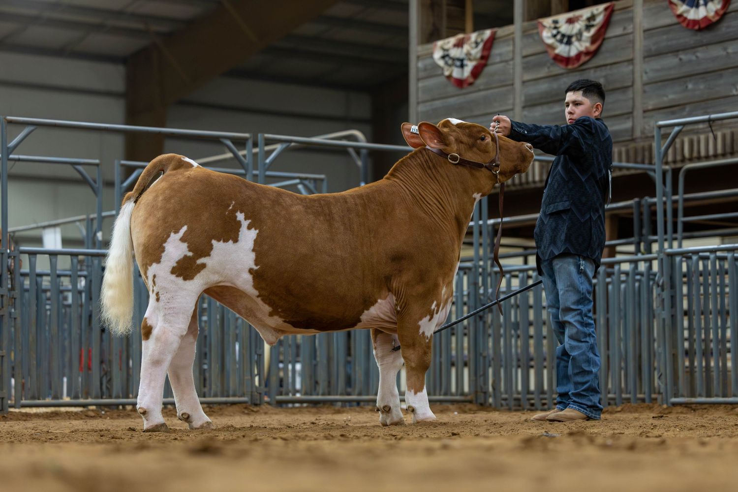 Brown and white show steer being presented in a livestock competition arena.
