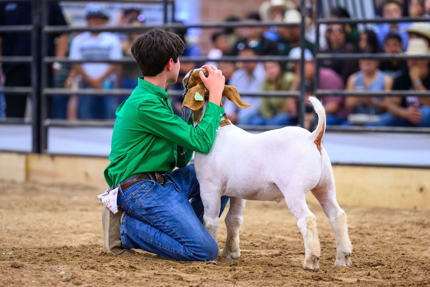 Young boy in green shirt kneeling with a white Boer goat at a livestock show competition.