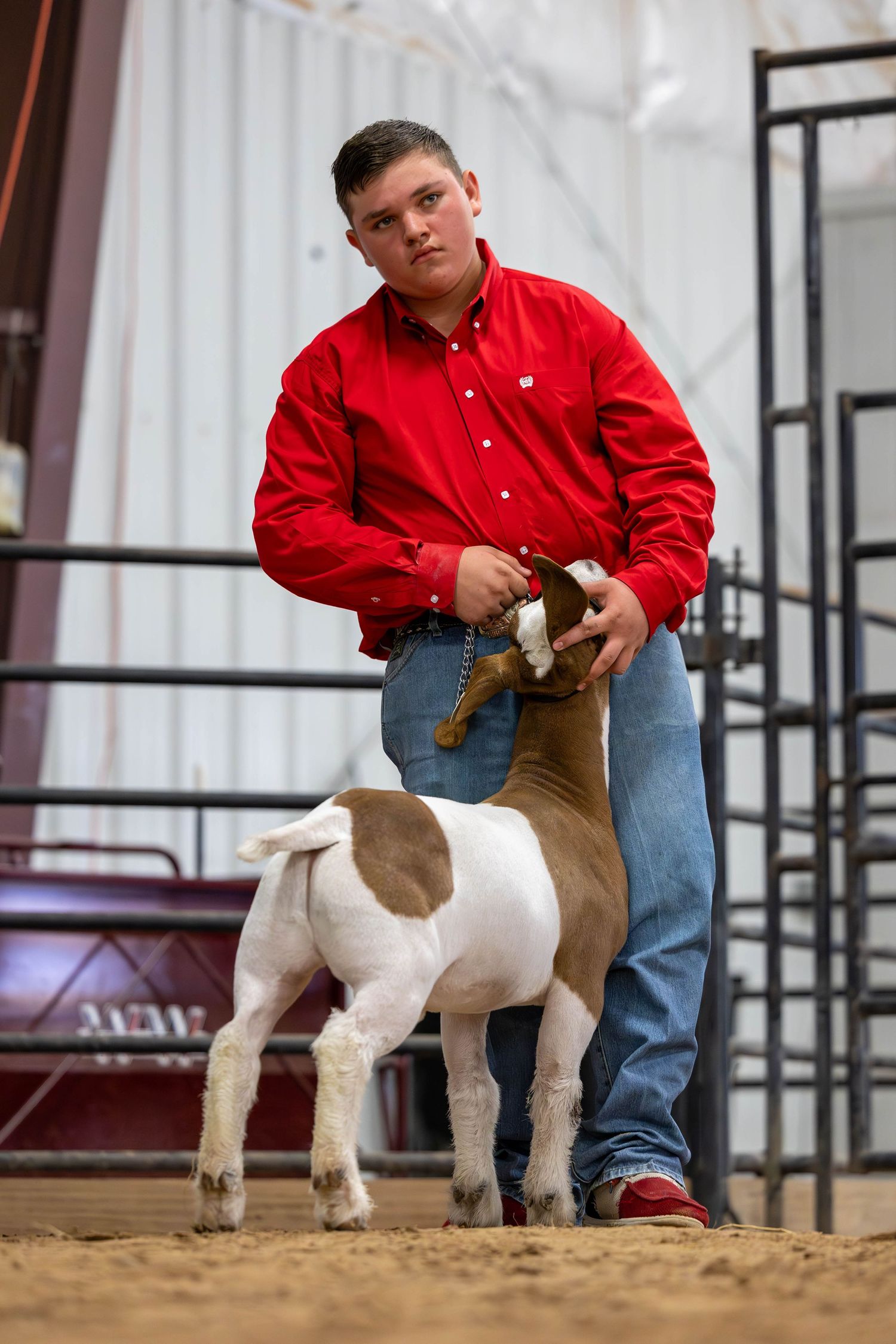 A competitor presents a brown and white goat during a livestock show competition.