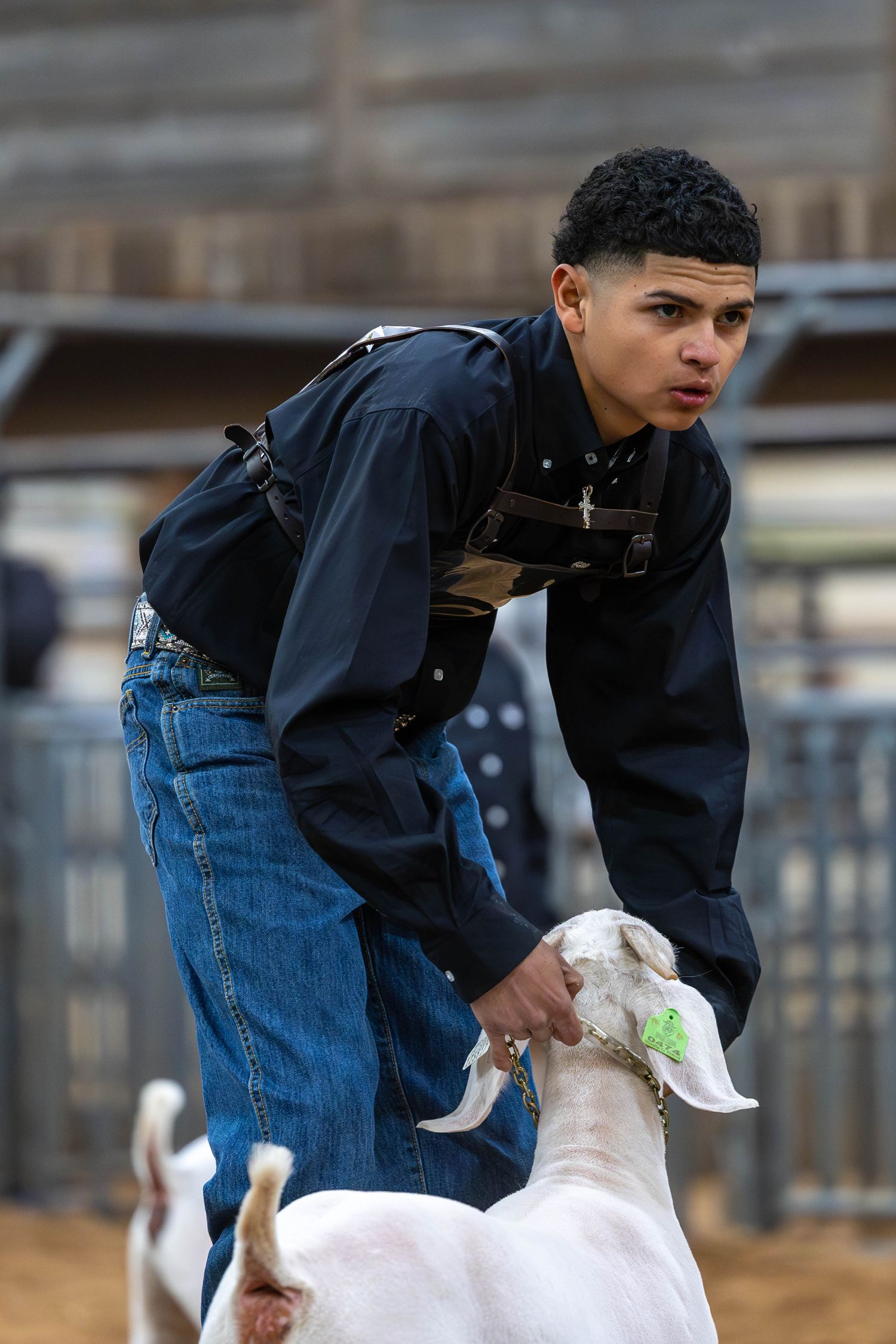 Participant in dark clothing handling a white goat at an indoor livestock show.