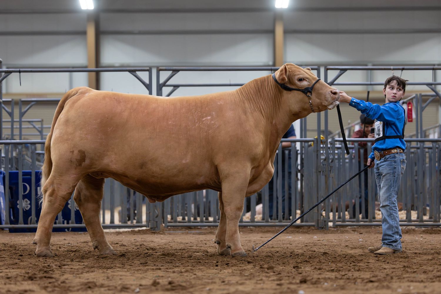 Red show steer being exhibited in an indoor livestock arena during competition.