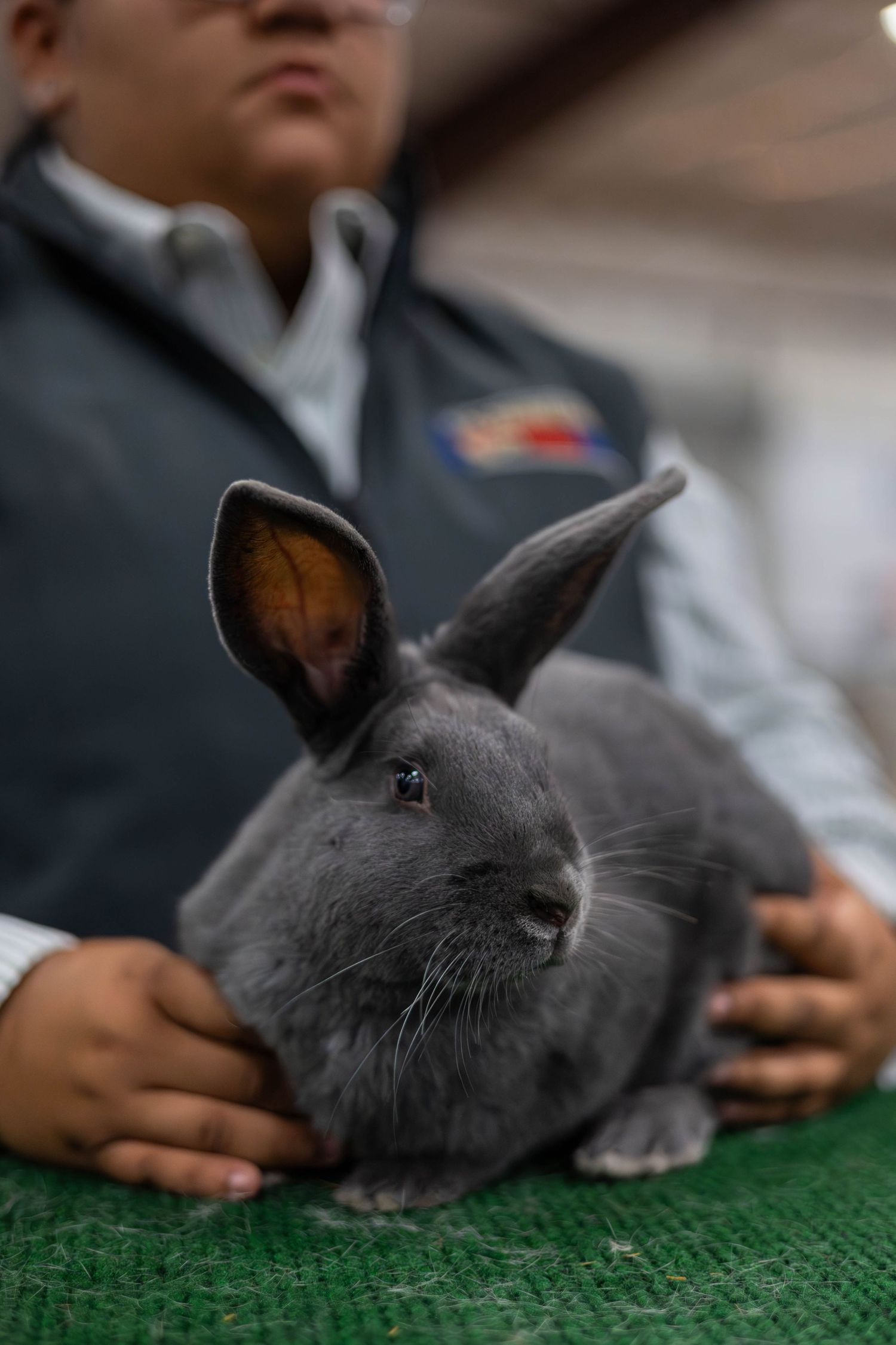 Grey rabbit being presented on a green judging table at a livestock show.