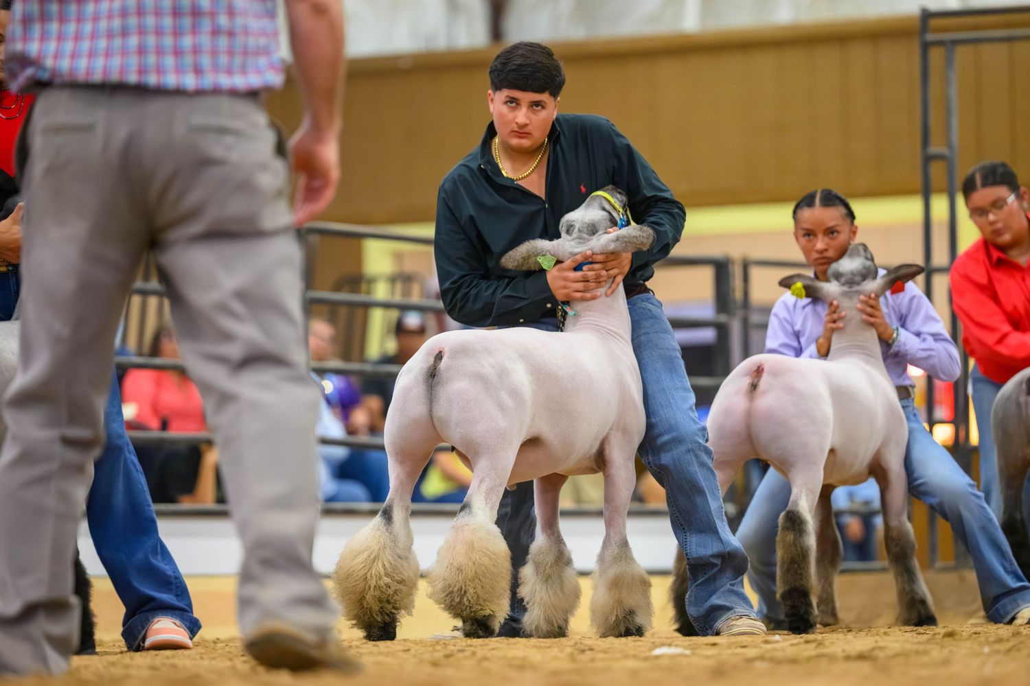 Young handler presenting a white sheep at an indoor livestock show competition in an arena.