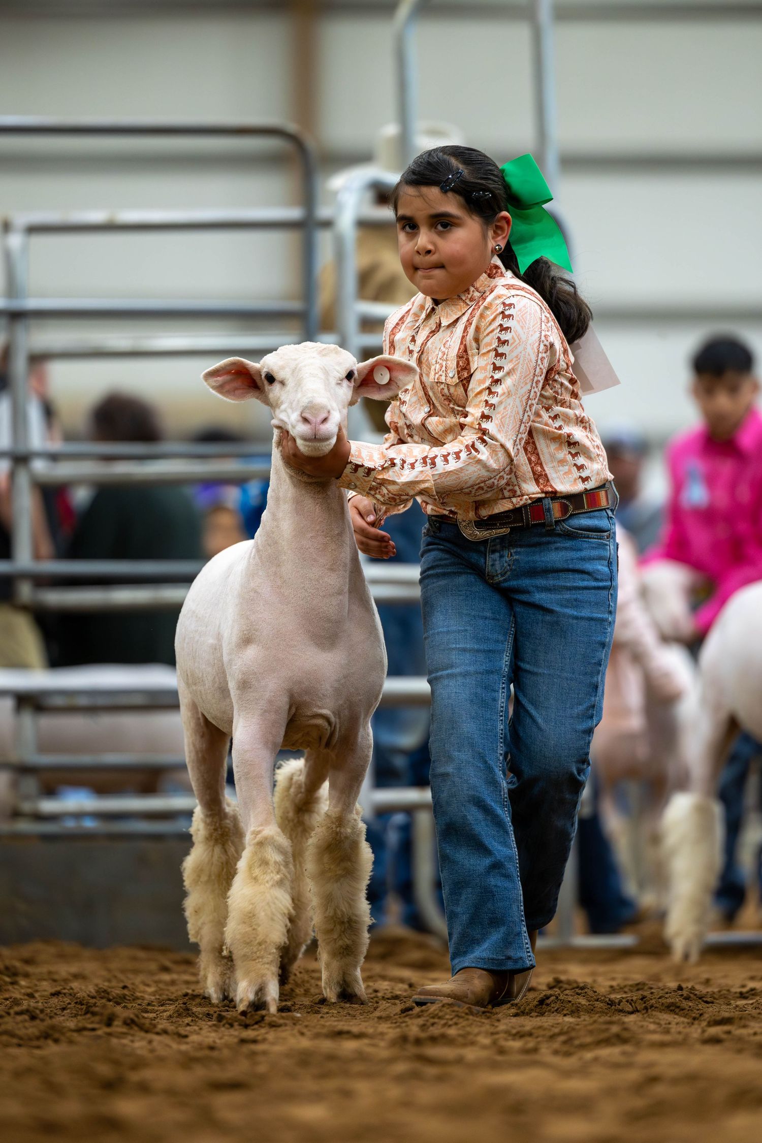 Young participant leading a white sheep in a competitive showing event at an indoor arena.