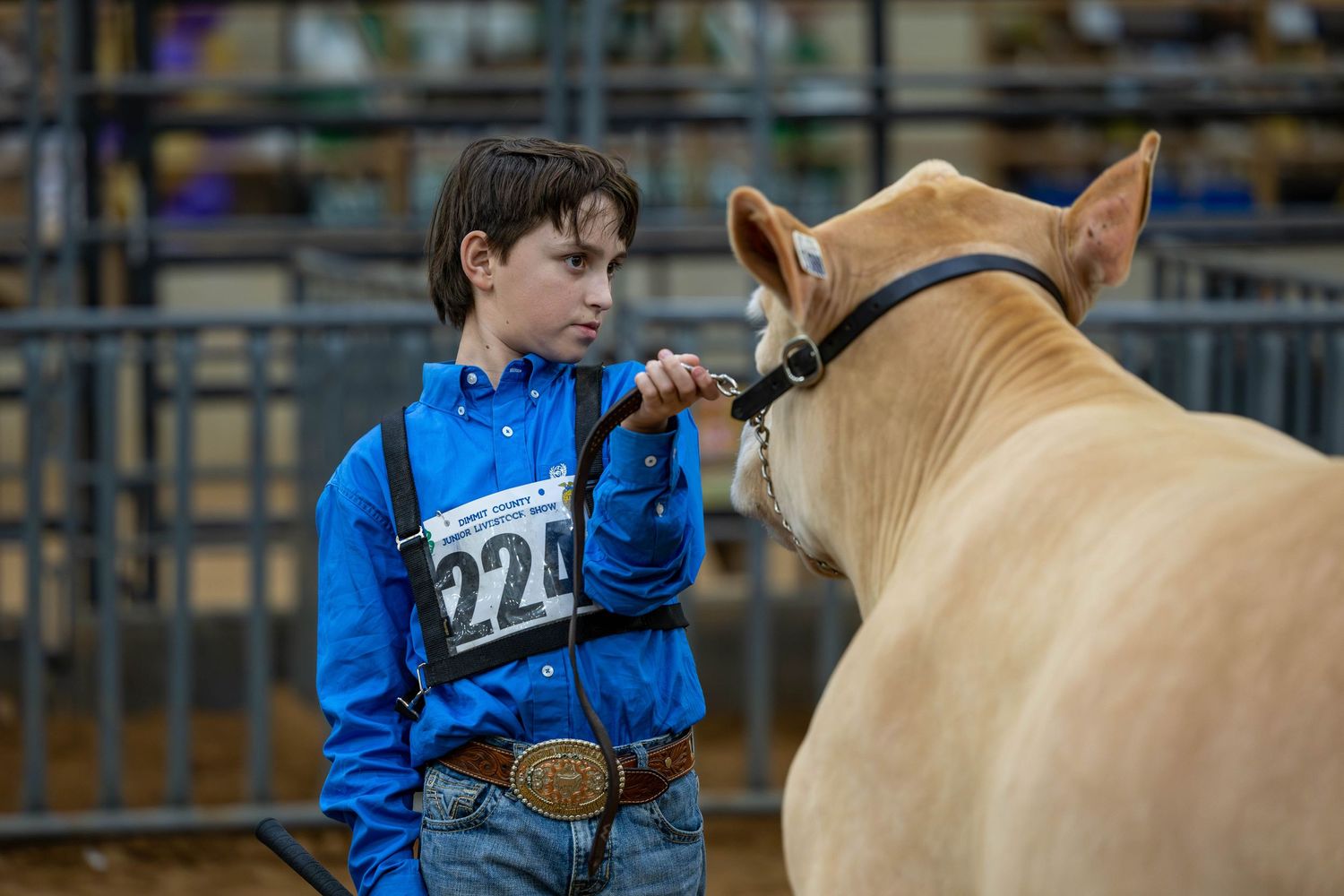 Young exhibitor with a show number showing steer during livestock show event