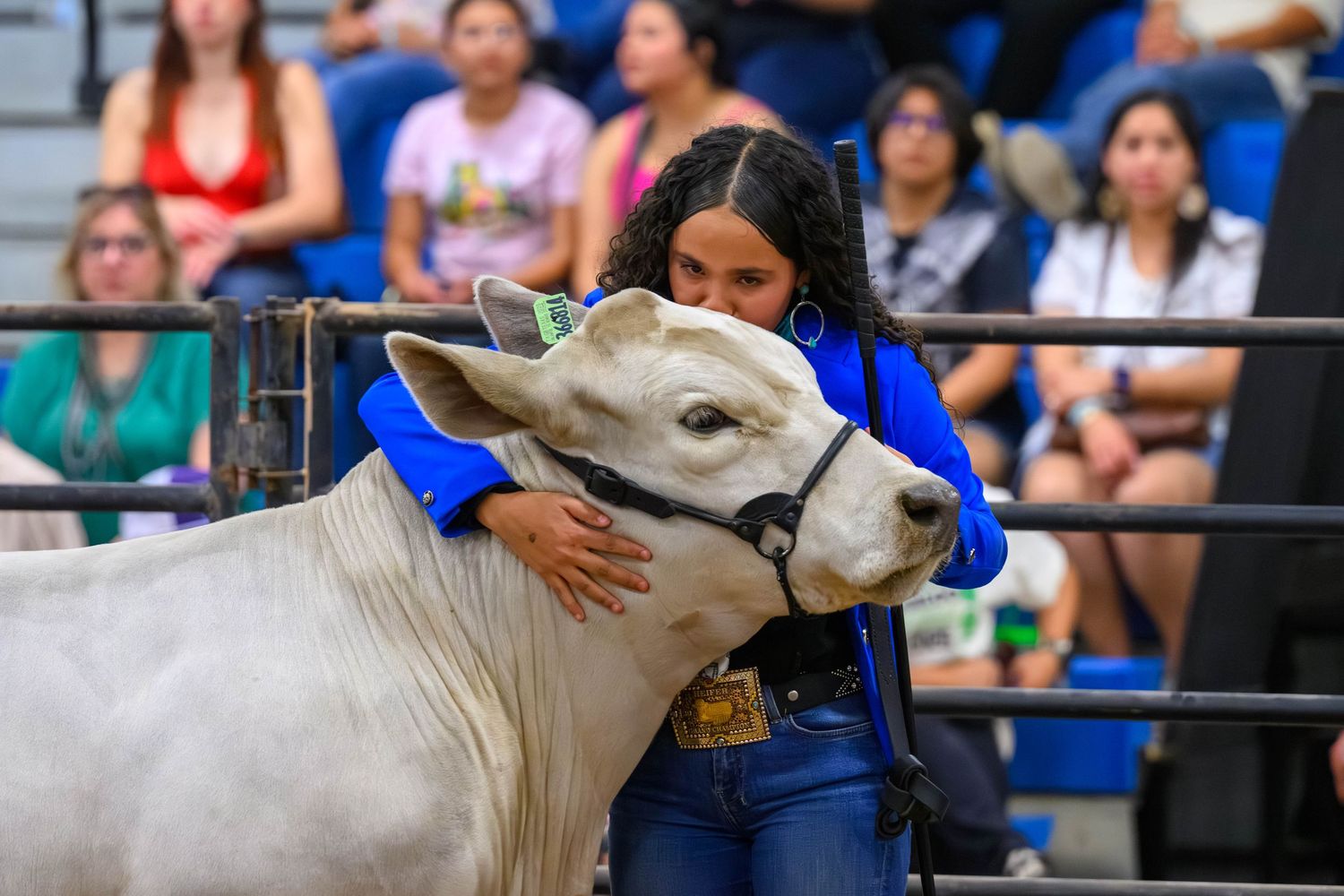 A young girl in a blue jacket hugs a white cow at a livestock show competition indoors.