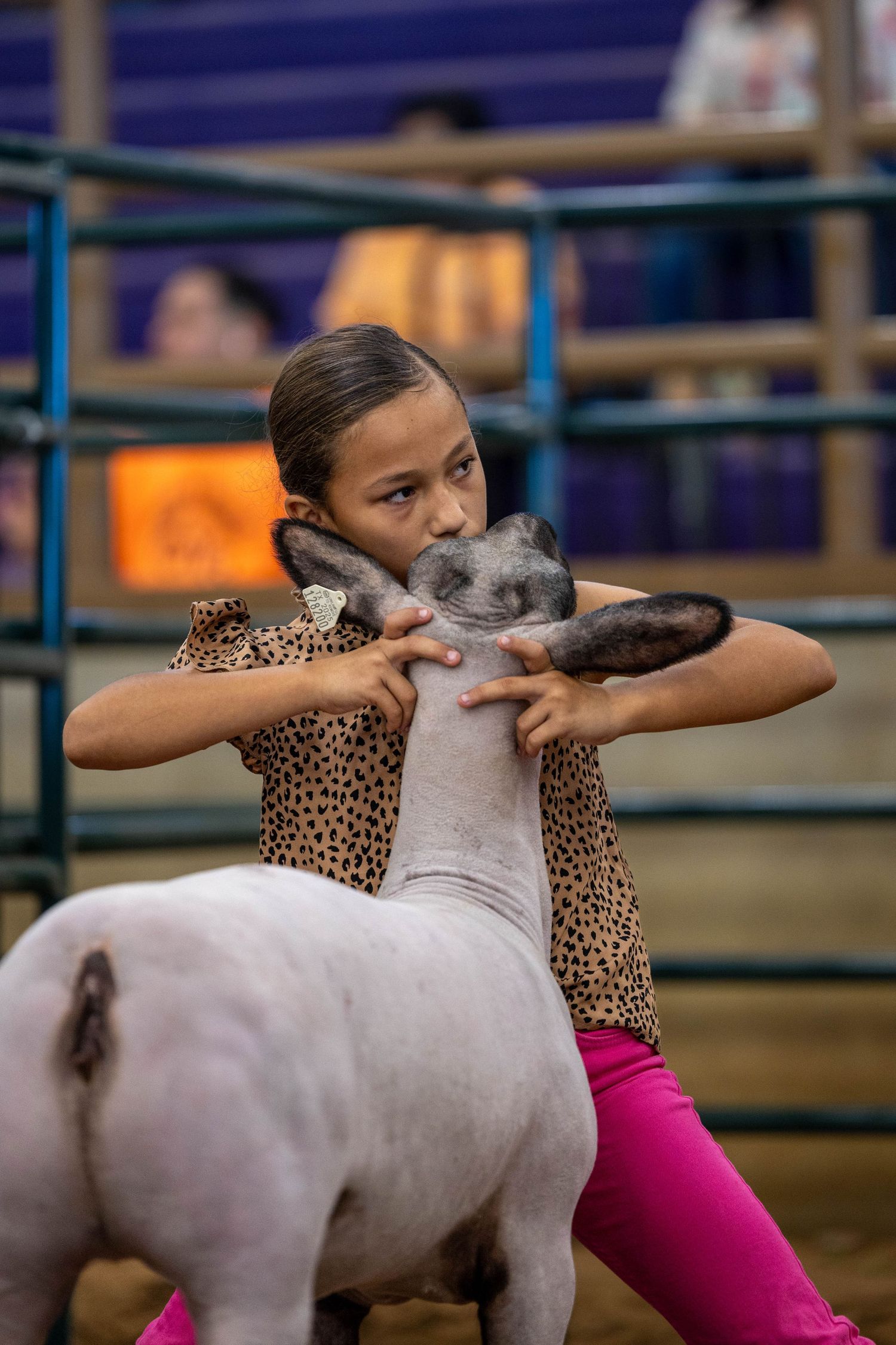 Young handler showing a white sheep at indoor livestock competition.