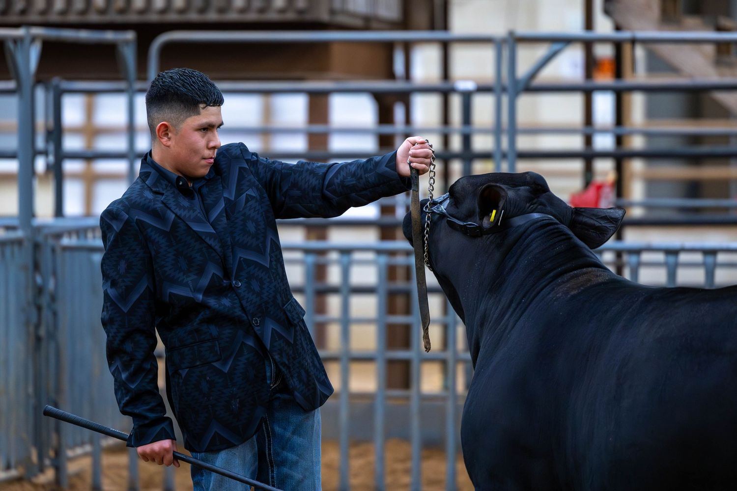 Handler showing a black steer in an indoor show ring during livestock competition.