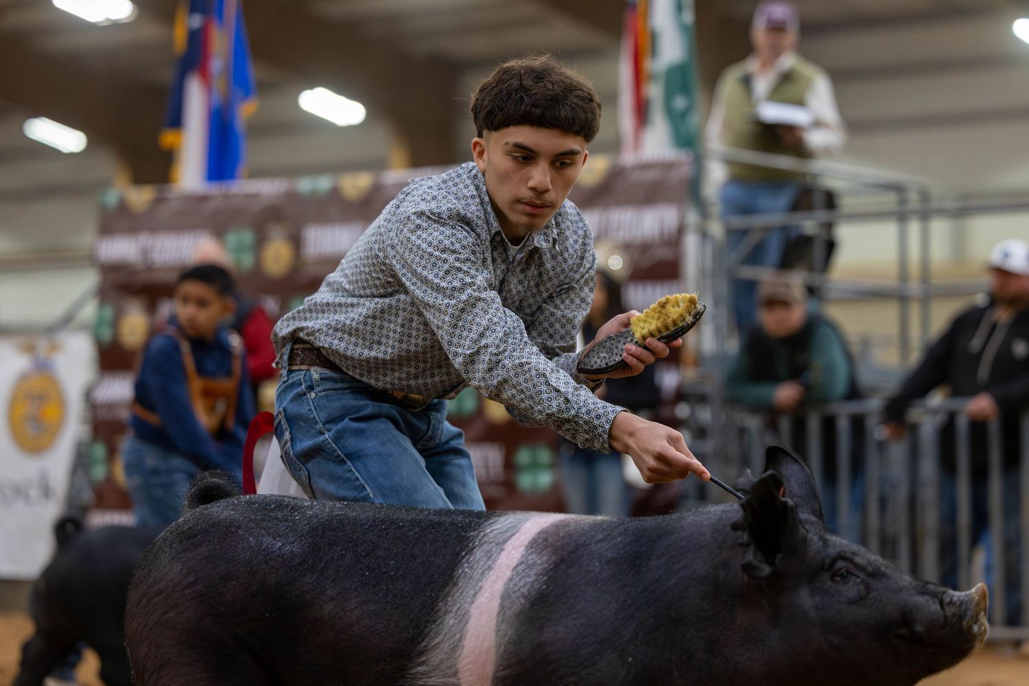 Young exhibitor showing a black show pig at a livestock competition in an indoor arena.