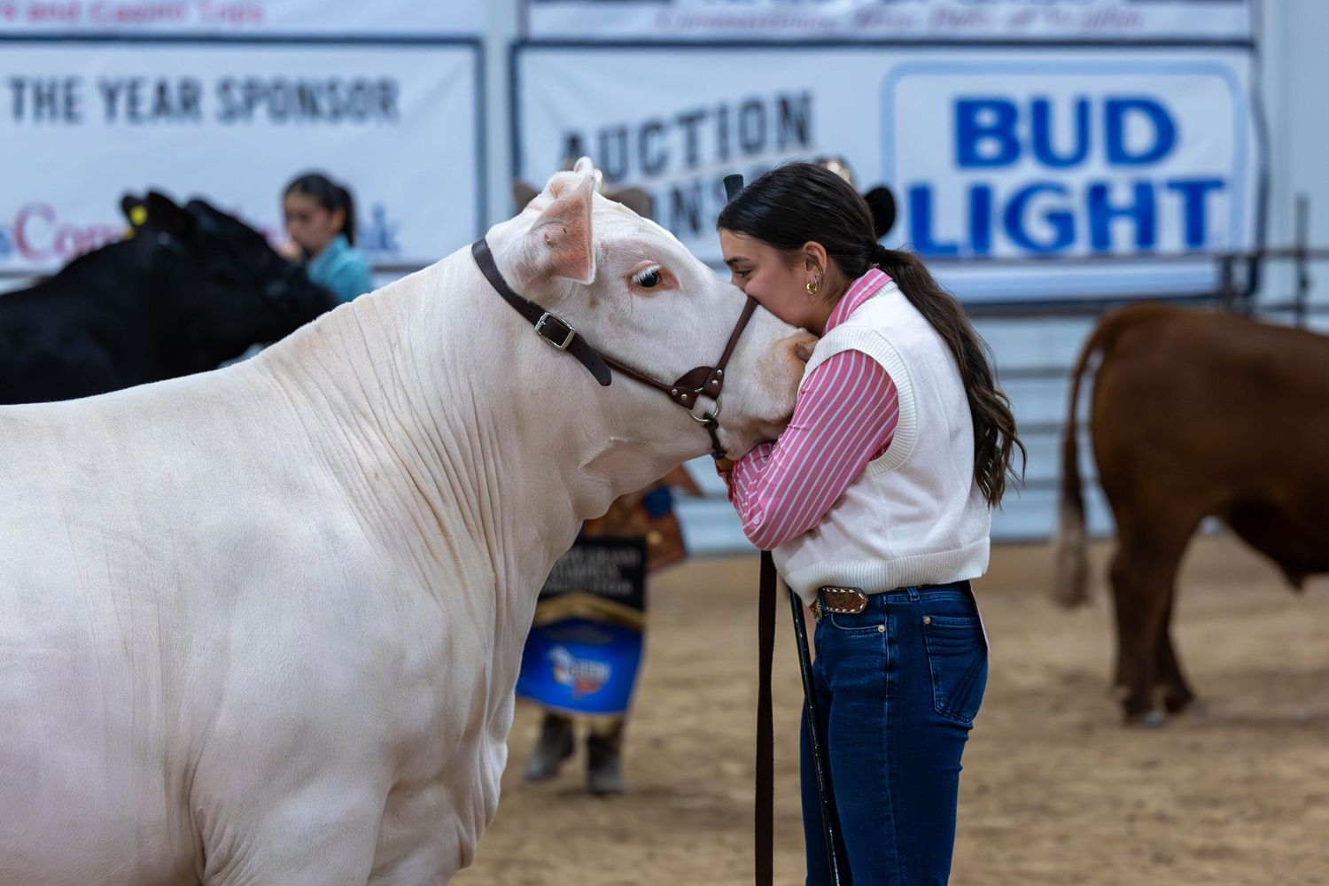 White show cattle being displayed at a livestock exhibition with Bud Light banner visible.