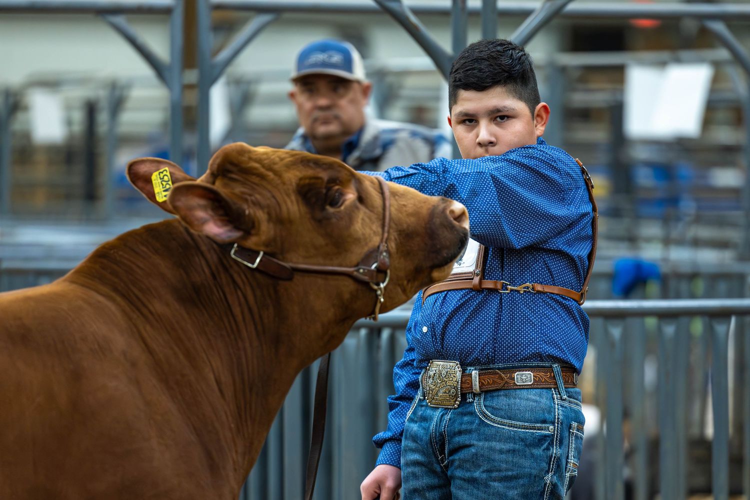 Young man in blue showing  a brown steer in a metal pen.
