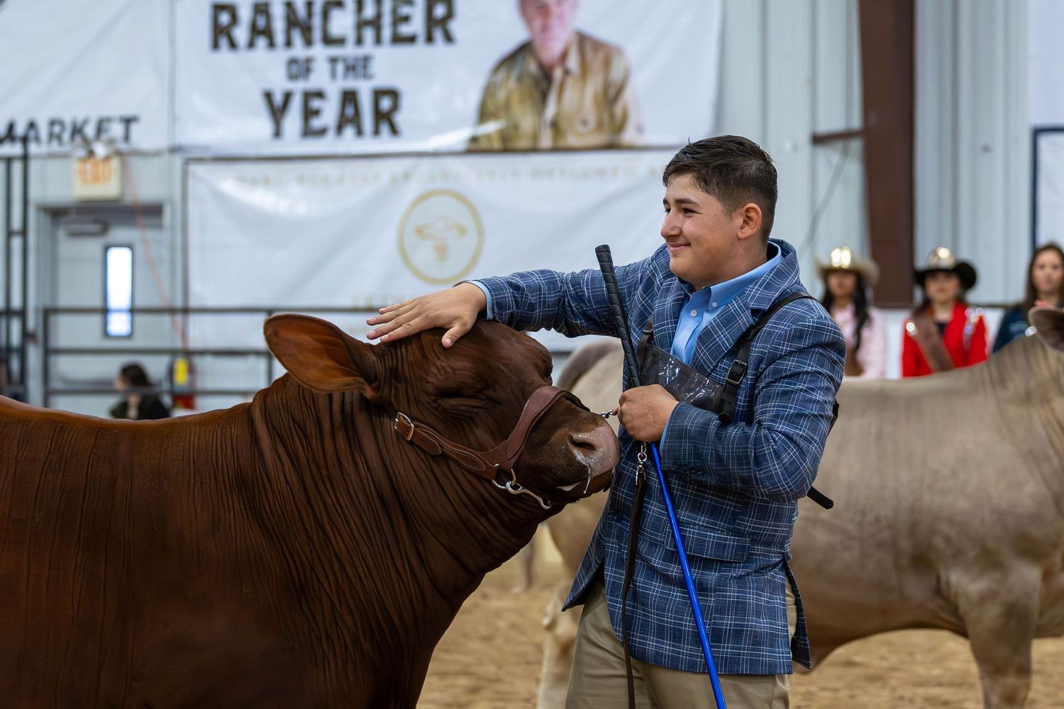Young exhibitor grooming a brown show calf at a livestock competition.