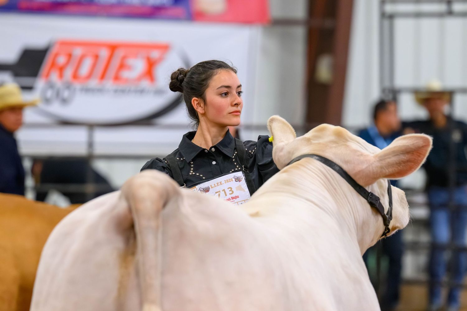 Young woman in black jacket confidently leads a white bull at an indoor livestock show competition.
