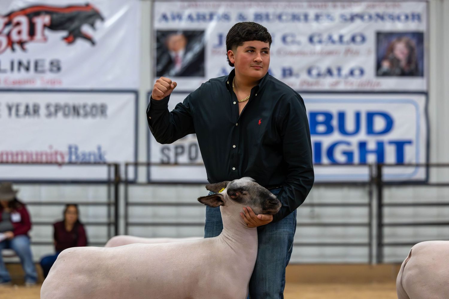 Judge evaluating a show lamb during a livestock competition.