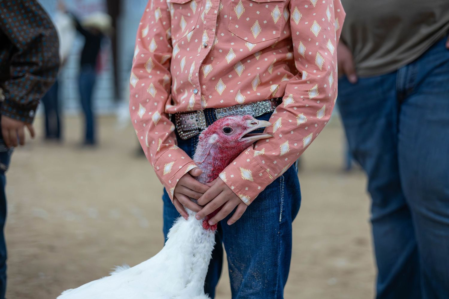 Close-up of hands holding a turkey at a livestock competition.