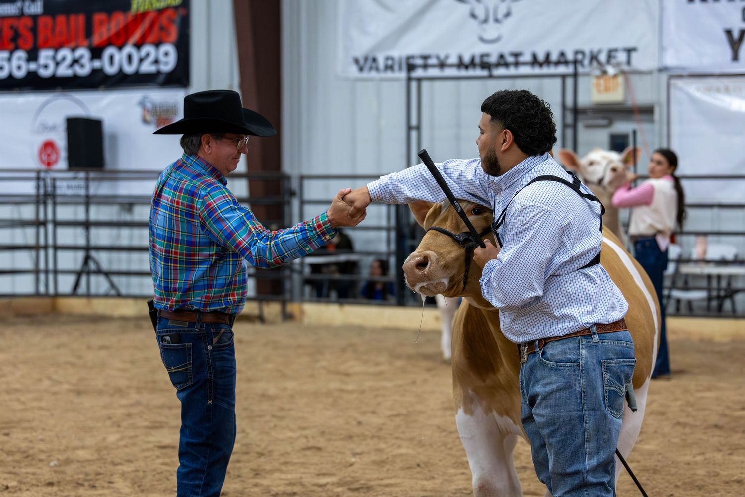 Judge evaluates a light brown miniature horse in an indoor arena during a livestock competition.