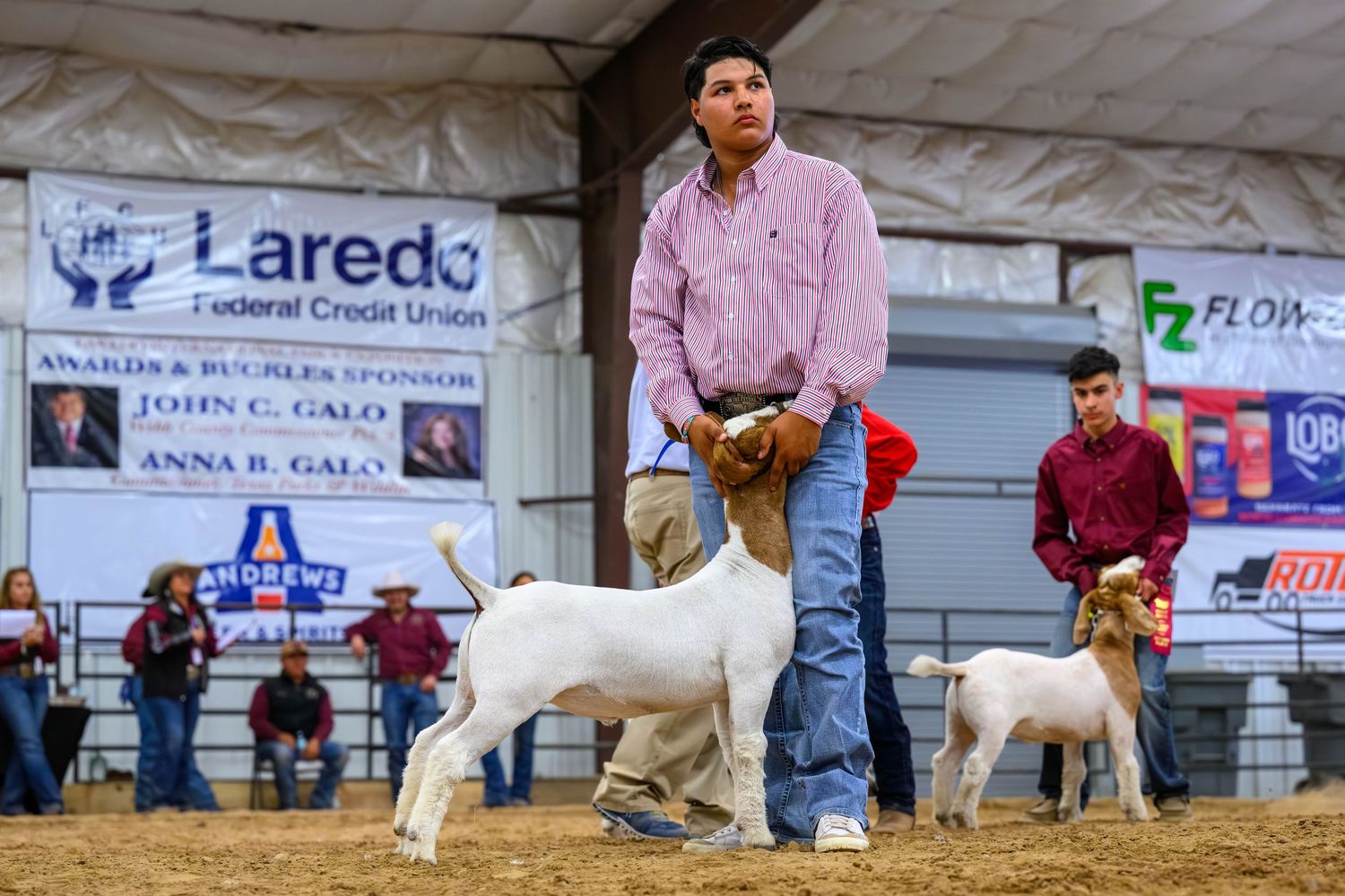 Young man in pink shirt showing white goats at Laredo Federal Credit Union livestock competition indoors.