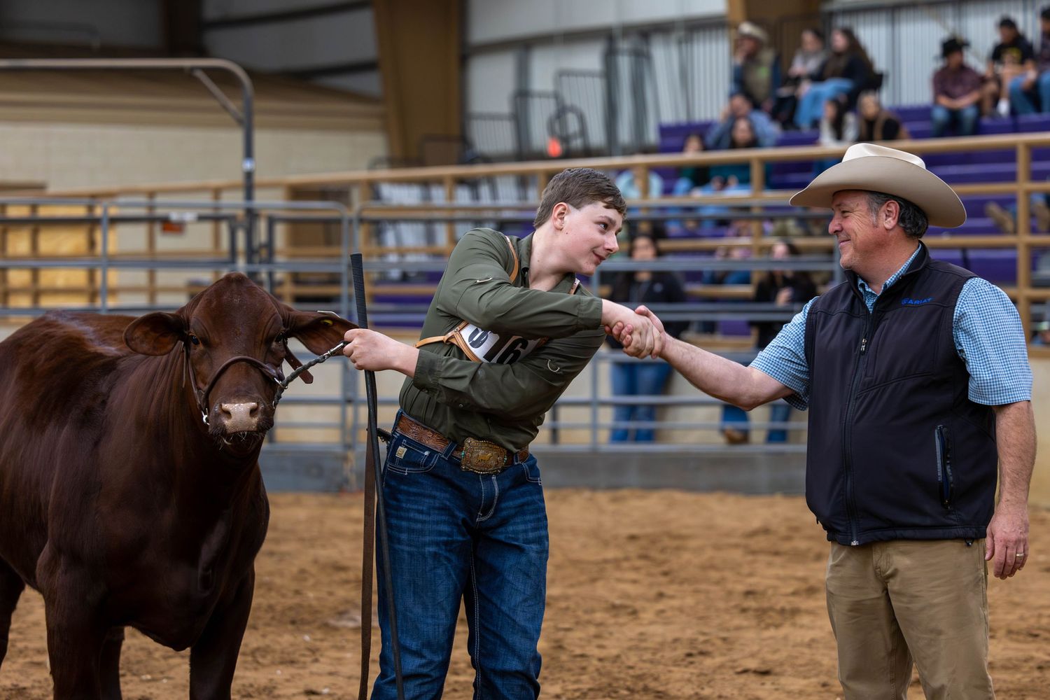 Youth showing a santa gertrudis heifer to a judge at a livestock competition in an indoor arena.