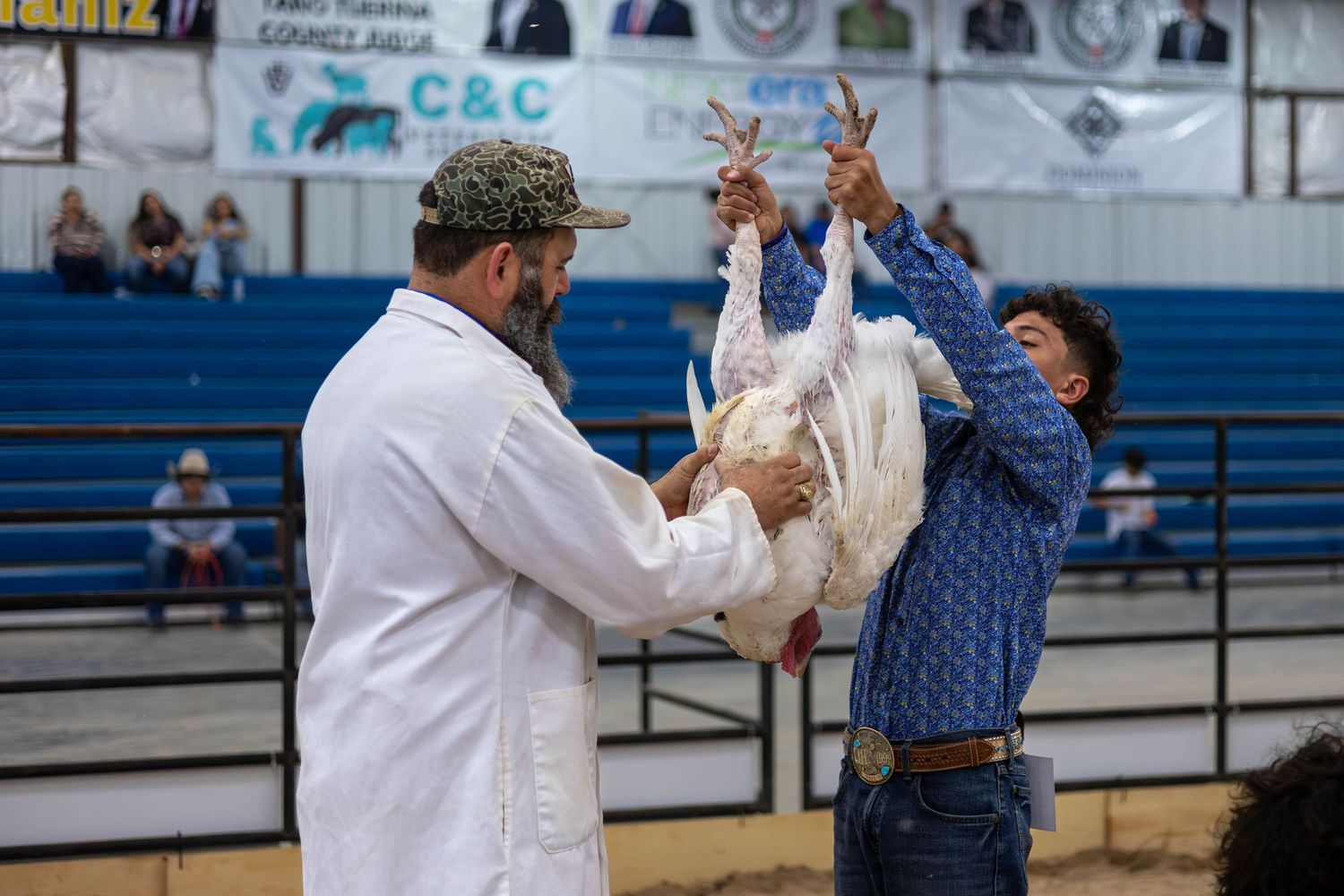 Two veterinarians examine a white chicken while performing a health inspection in a gymnasium.