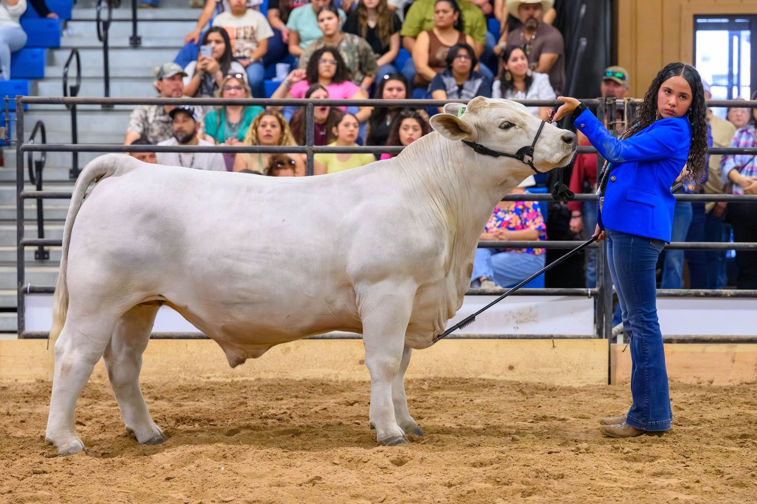 Young girl in blue jacket leads a white bull at a livestock show competition with crowd in background.