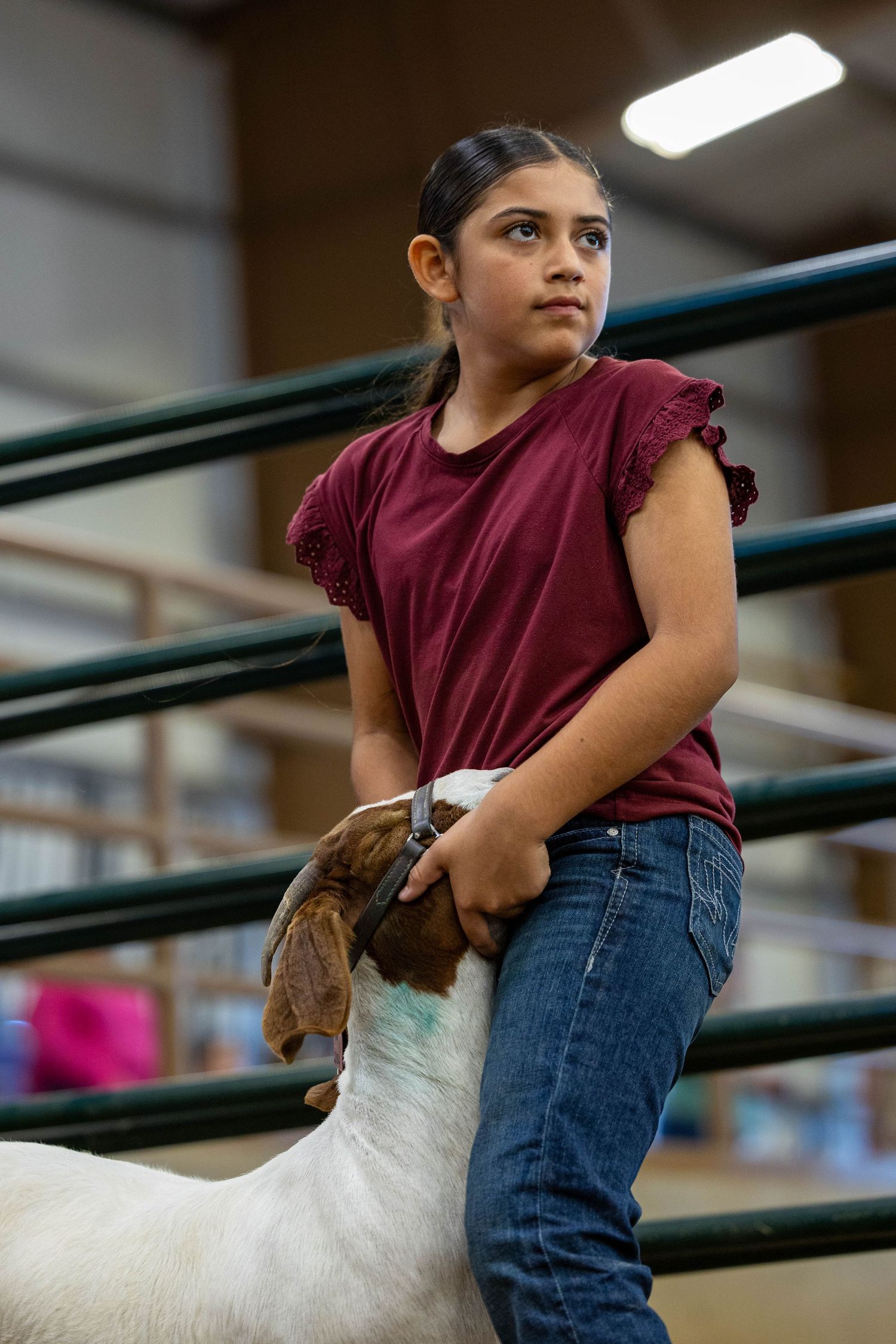 Handler in burgundy shirt shows white goat at indoor livestock competition.