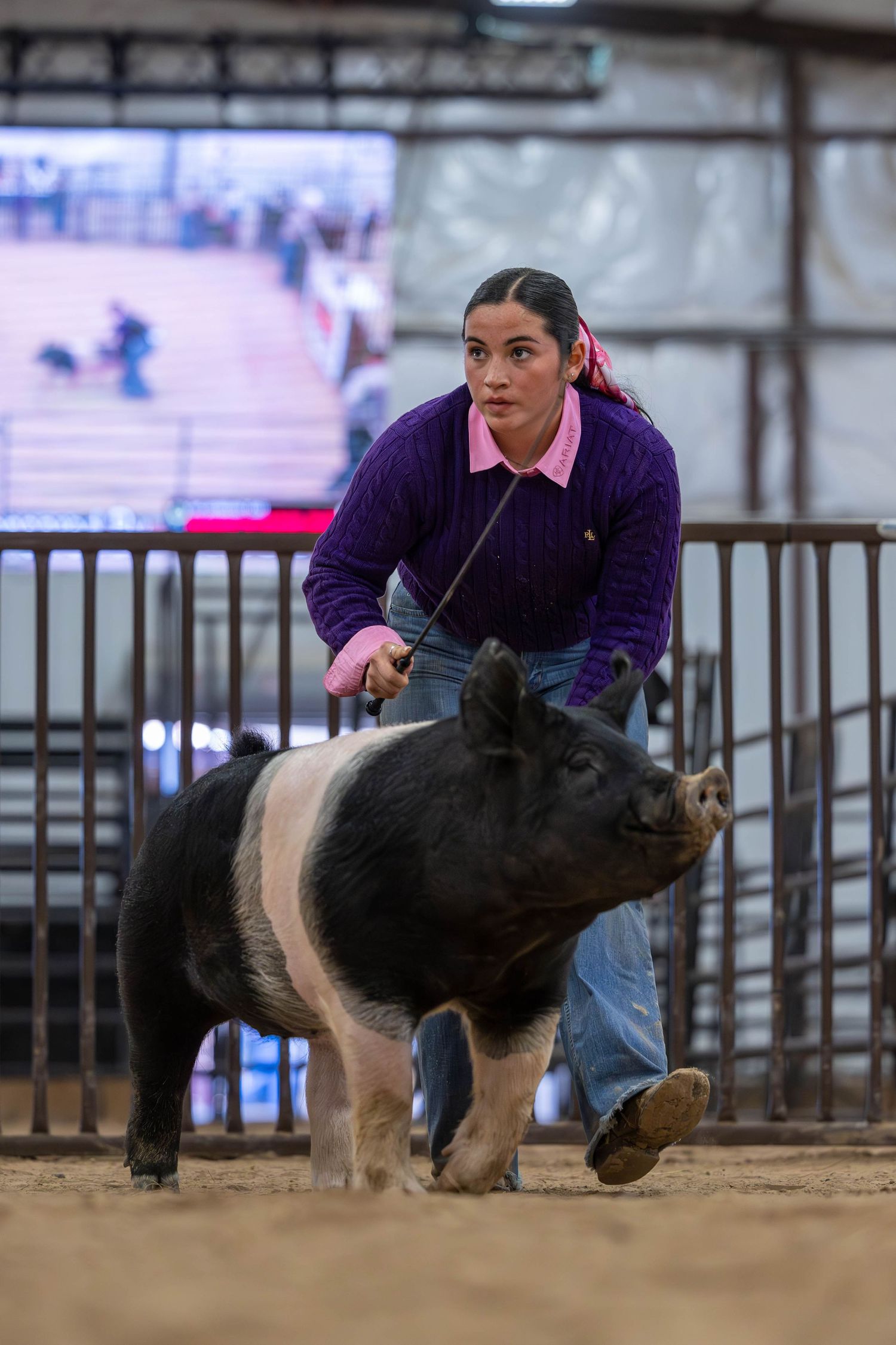 A show pig with black and white markings being guided through an indoor arena.