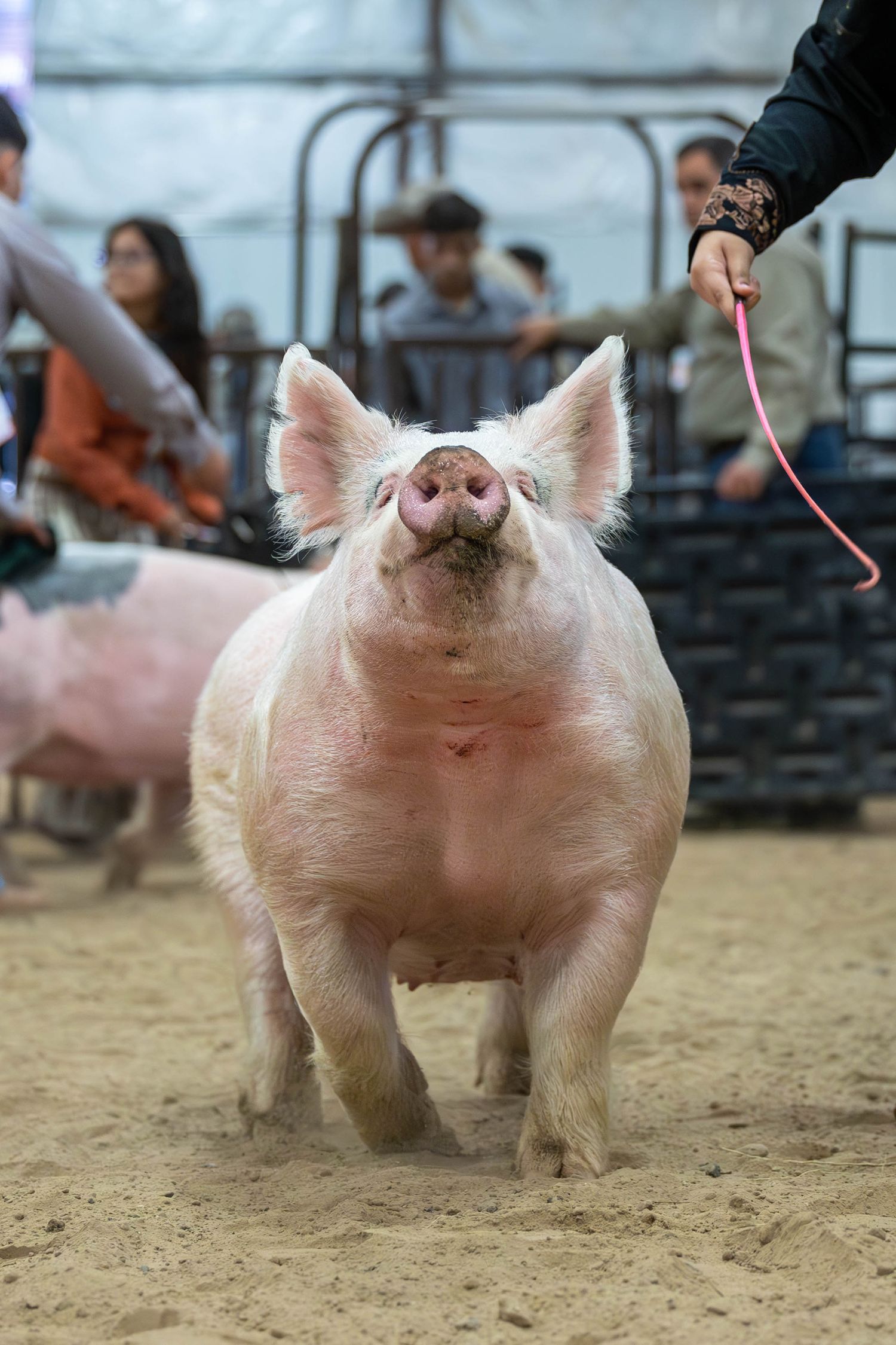 A pink show pig with large ears trots through a dirt arena on a lead.