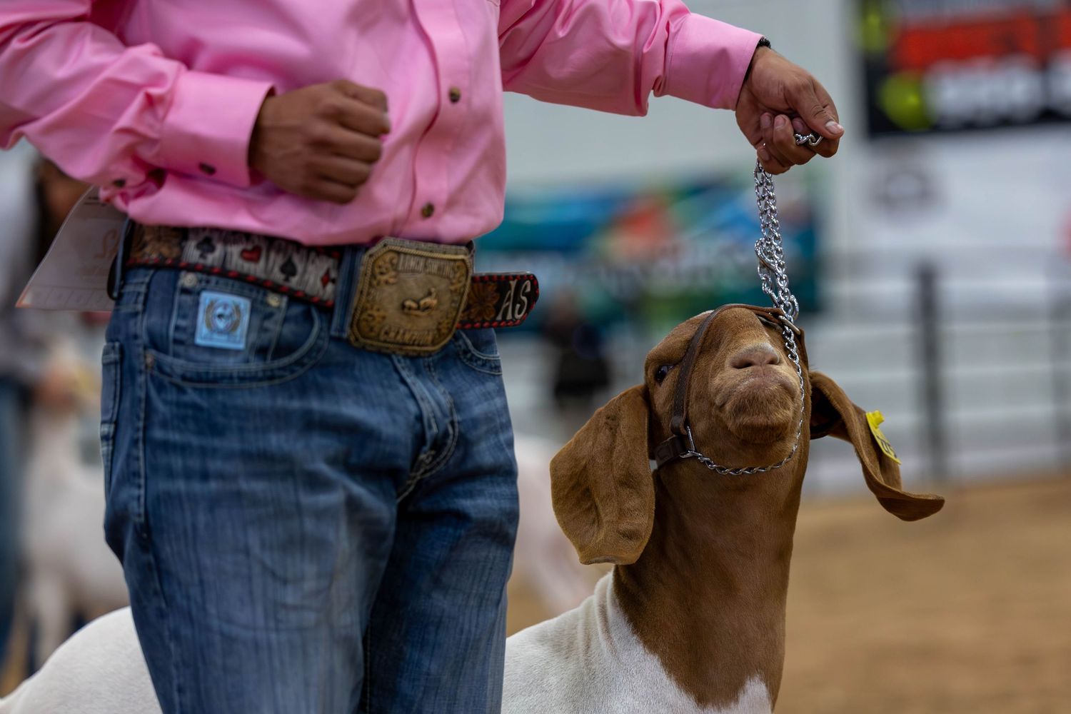 Close-up of person in jeans and pink shirt holding a leash attached to a brown goat's head.
