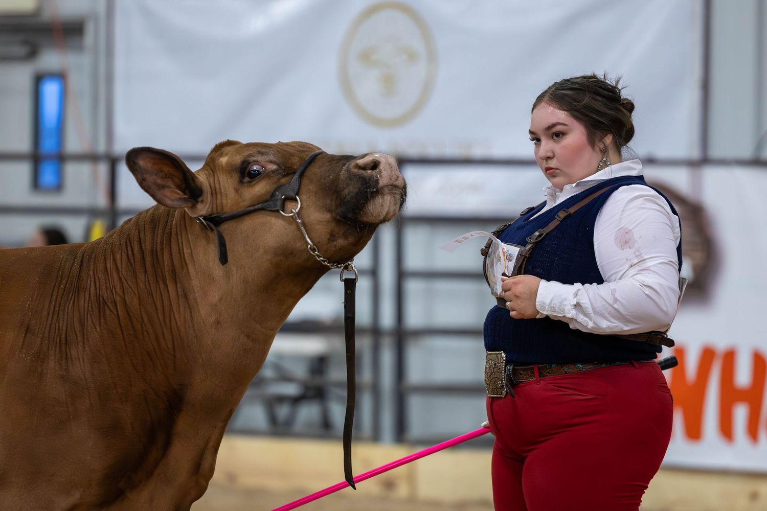 Young exhibitor presenting a brown show calf in a livestock arena.