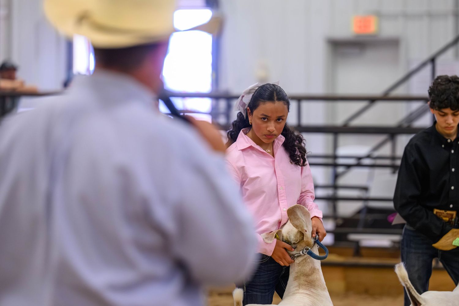 Young girl in pink shirt showing a goat at an indoor livestock competition fair event.