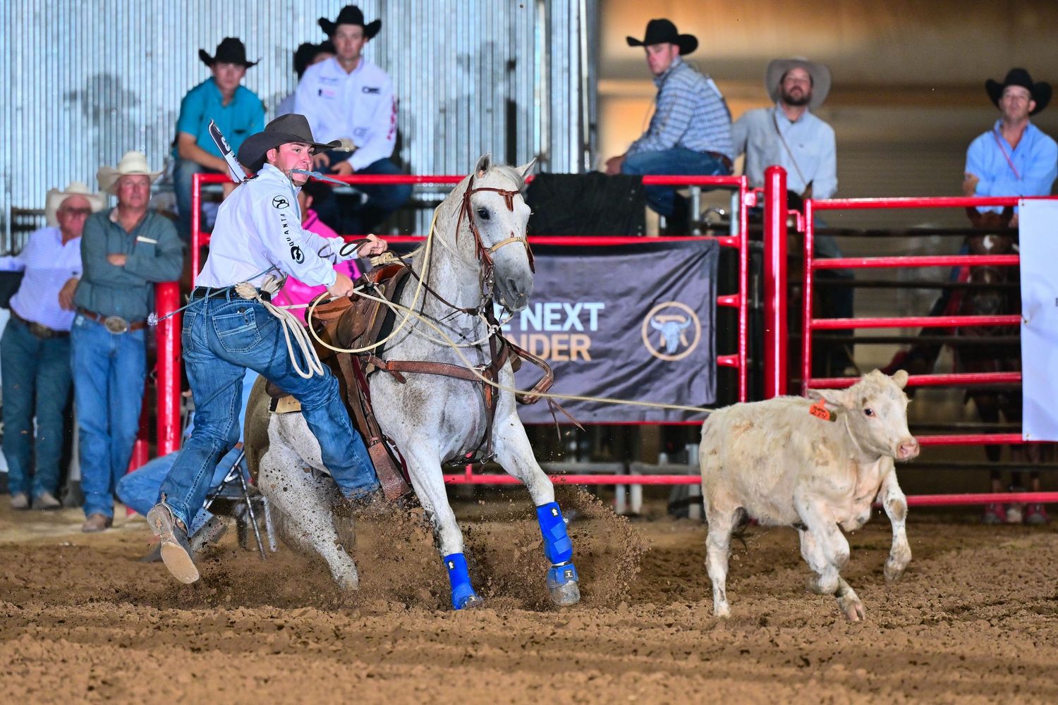 Cowboy on white horse chasing cattle during indoor rodeo cutting competition with spectators watching.