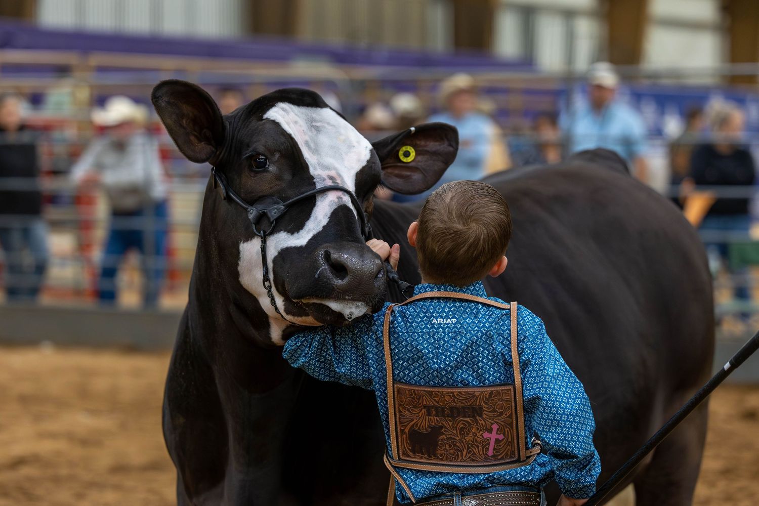 Close-up of a black and white show calf wearing a leather show halter with young exhibitor