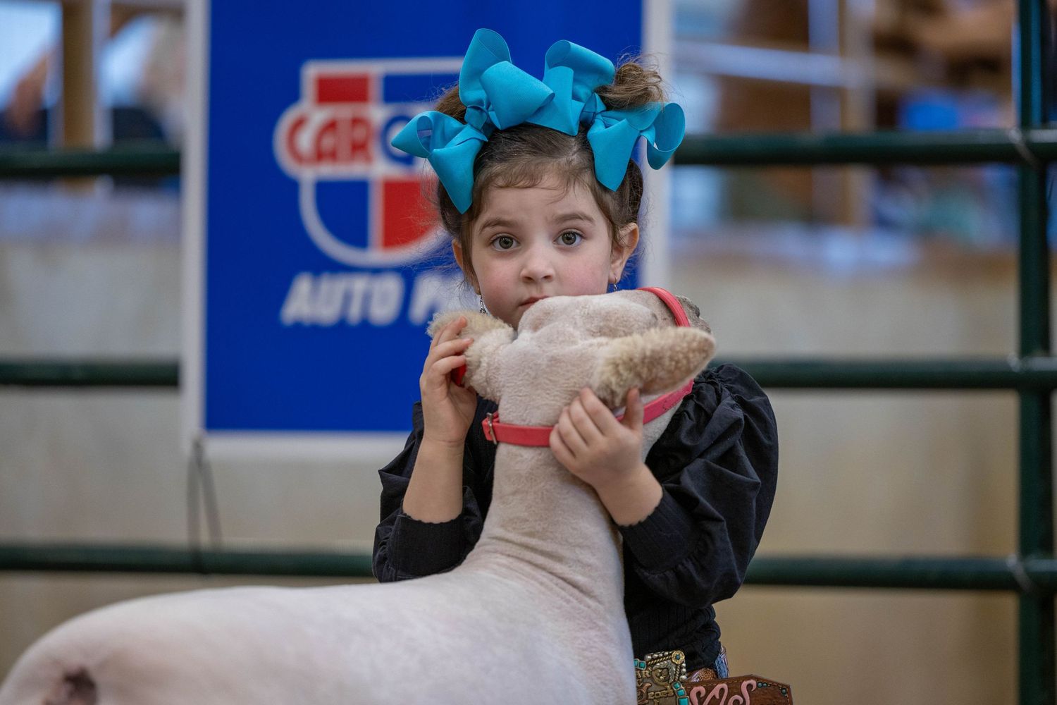 Young girl wearing blue hair bows hugs white sheep at indoor livestock show competition.