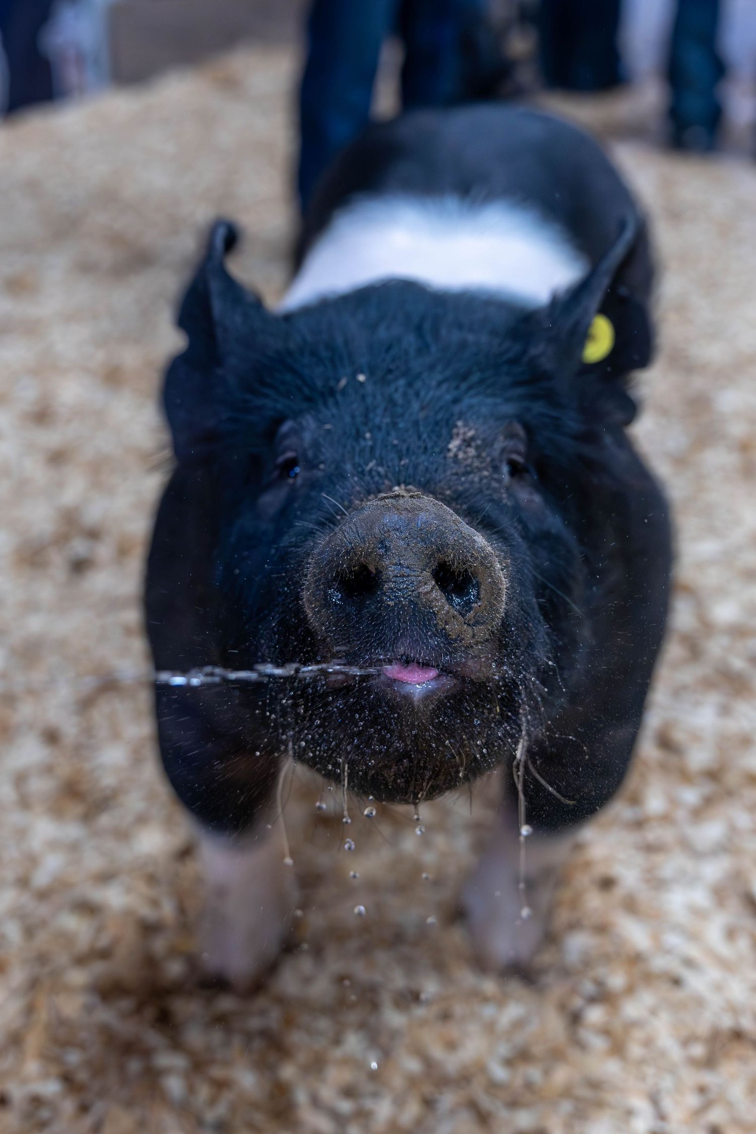 A close-up of a black and pink spotted pig's wet snout and face standing on sawdust bedding.