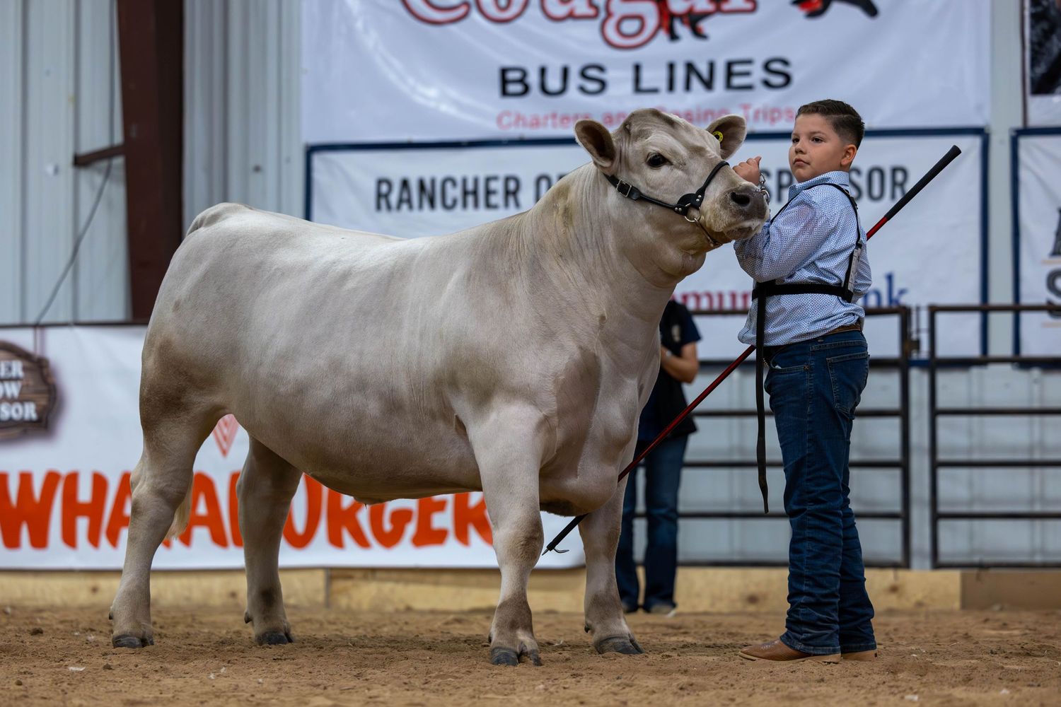 Young exhibitor showing a white Brahman steer in a livestock competition arena.
